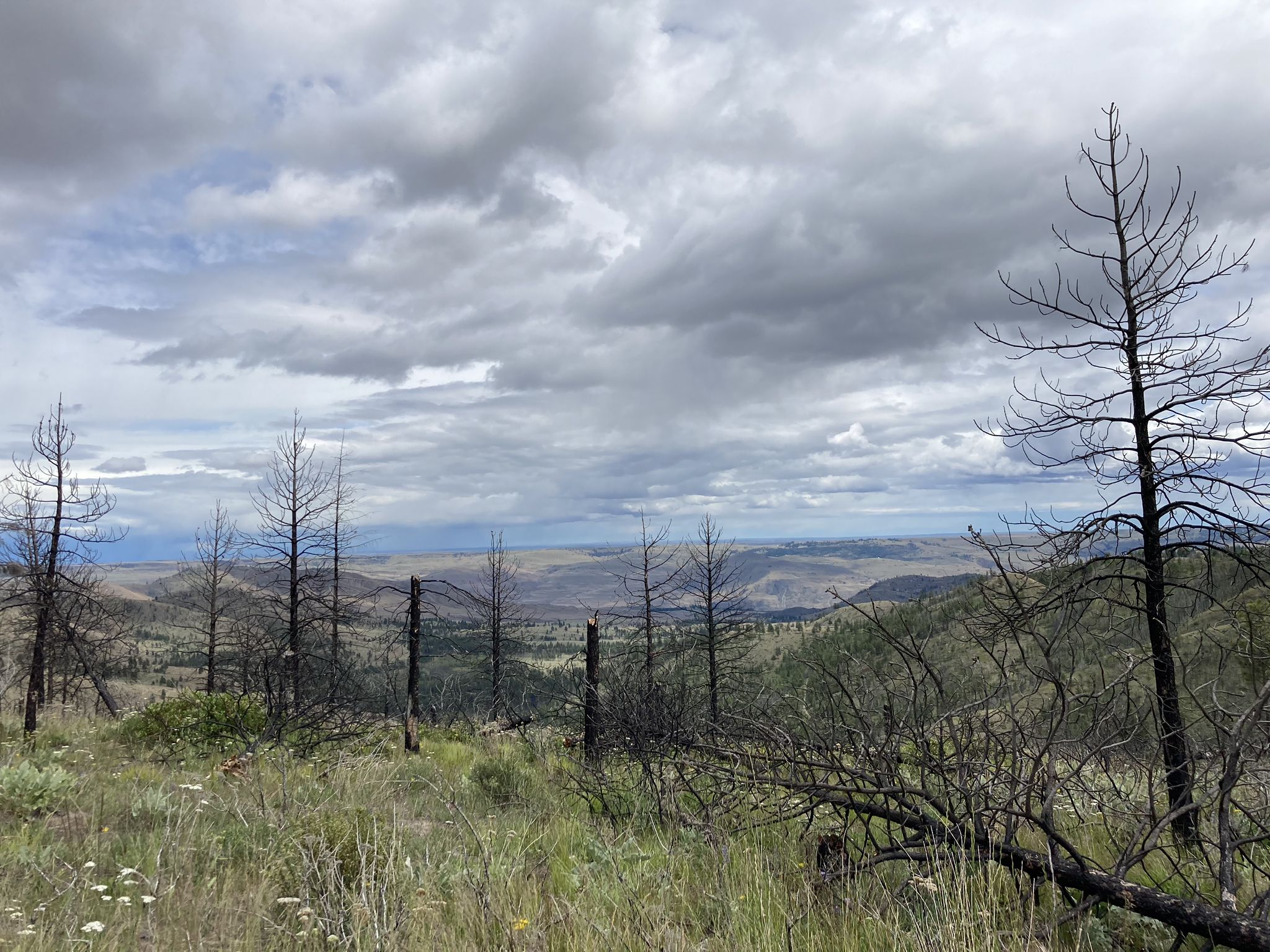 A landscape of burnt trees and dry hills under a cloudy sky. - The Shoe Trail loop from Switchback Trailhead