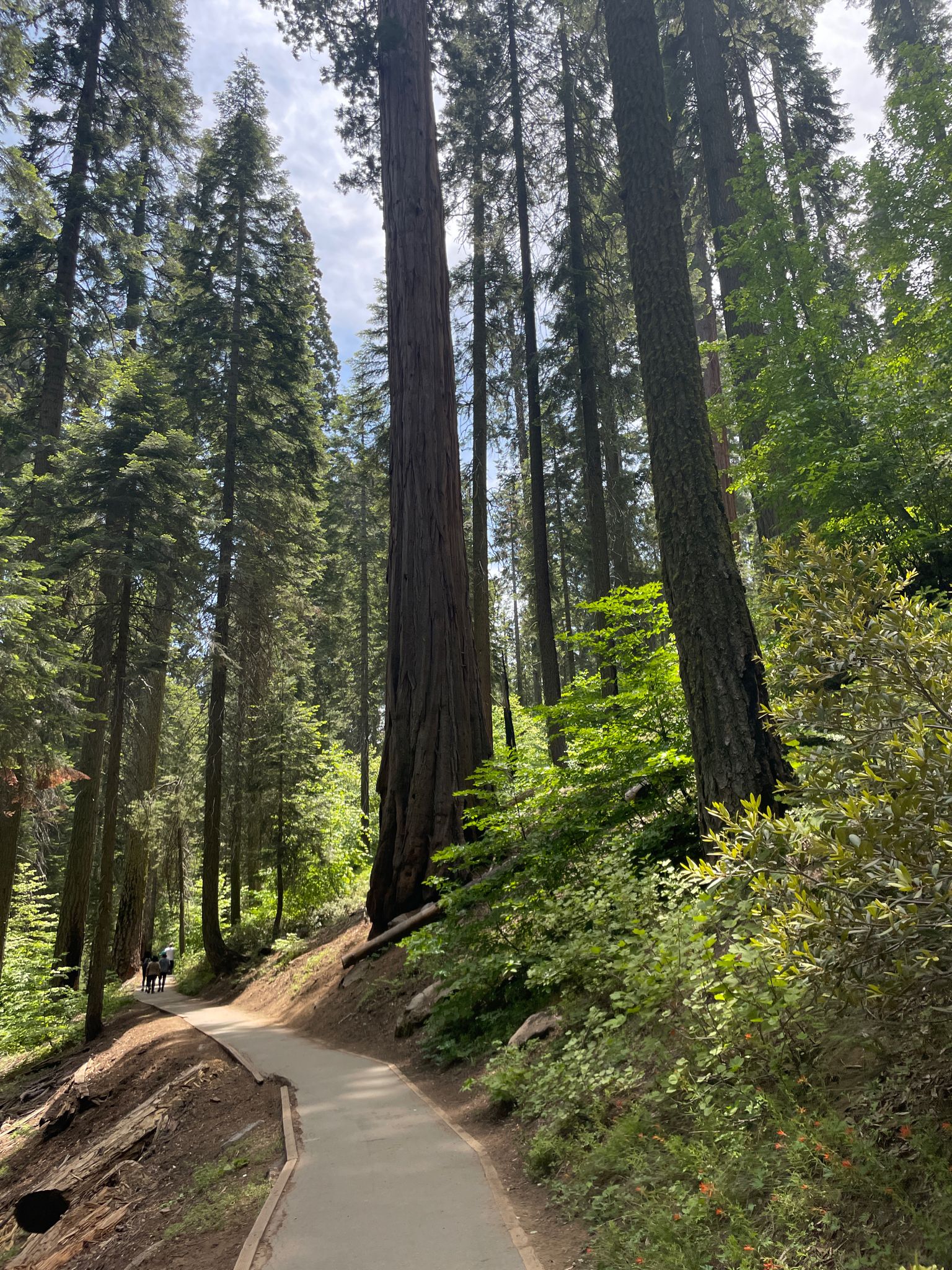 Paved path winding through a sunlit forest of towering trees. - Bear Hill and Moro Rock Loop Trail
