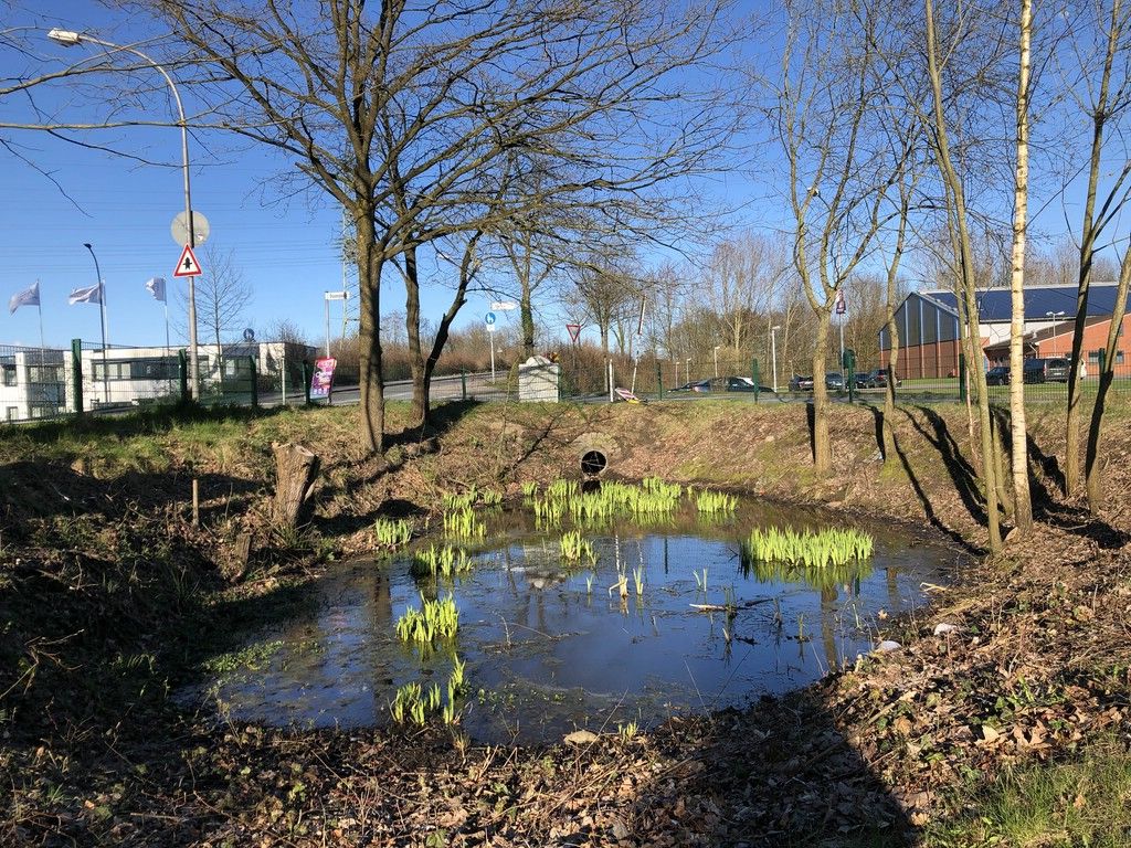 Ein Froschparadies in Kummerfeld ? - Bin gleich zu Hause