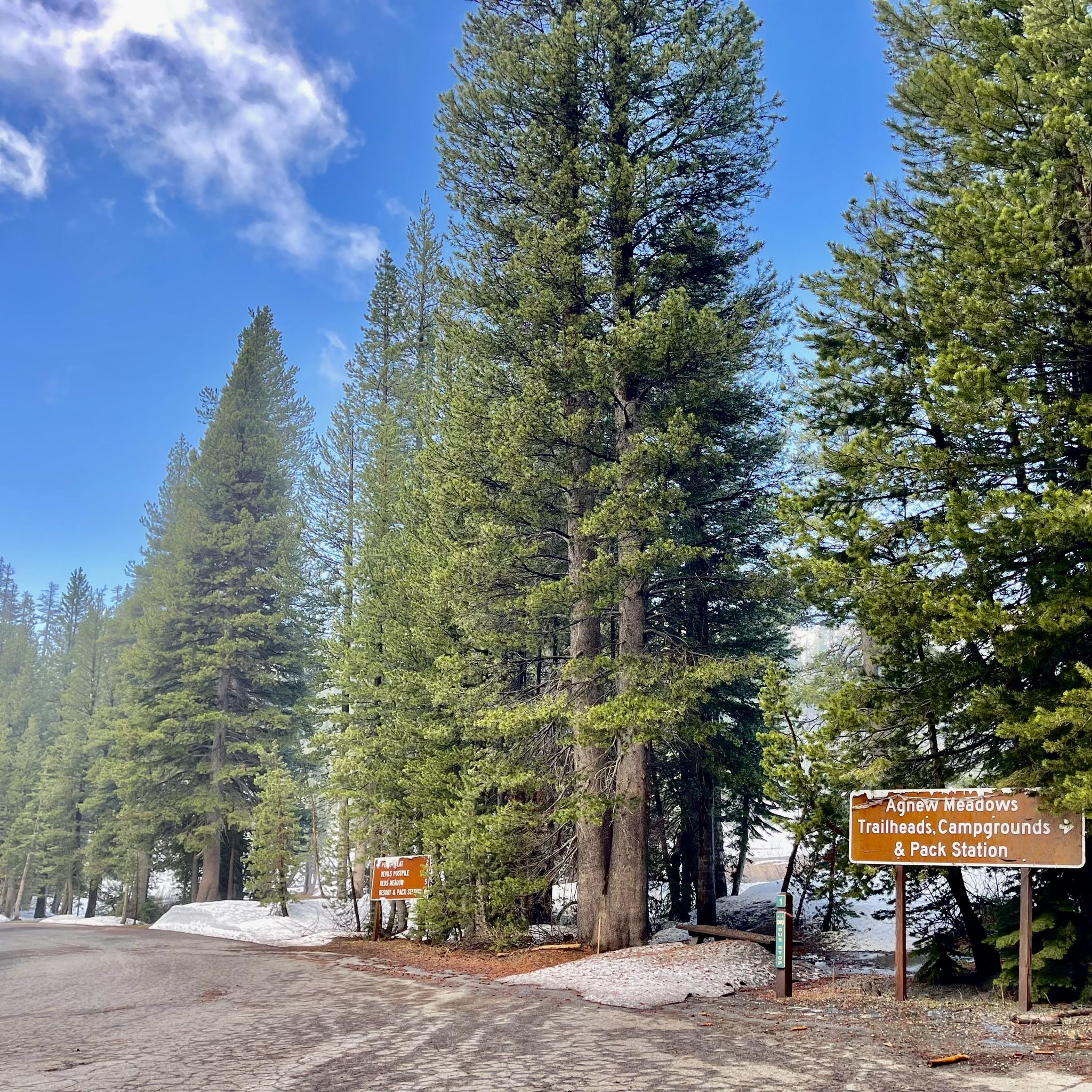 Road with snow patches, tall pine trees, and brown signs under a bright blue sky. - Agnew Meadows Wildflower Loop