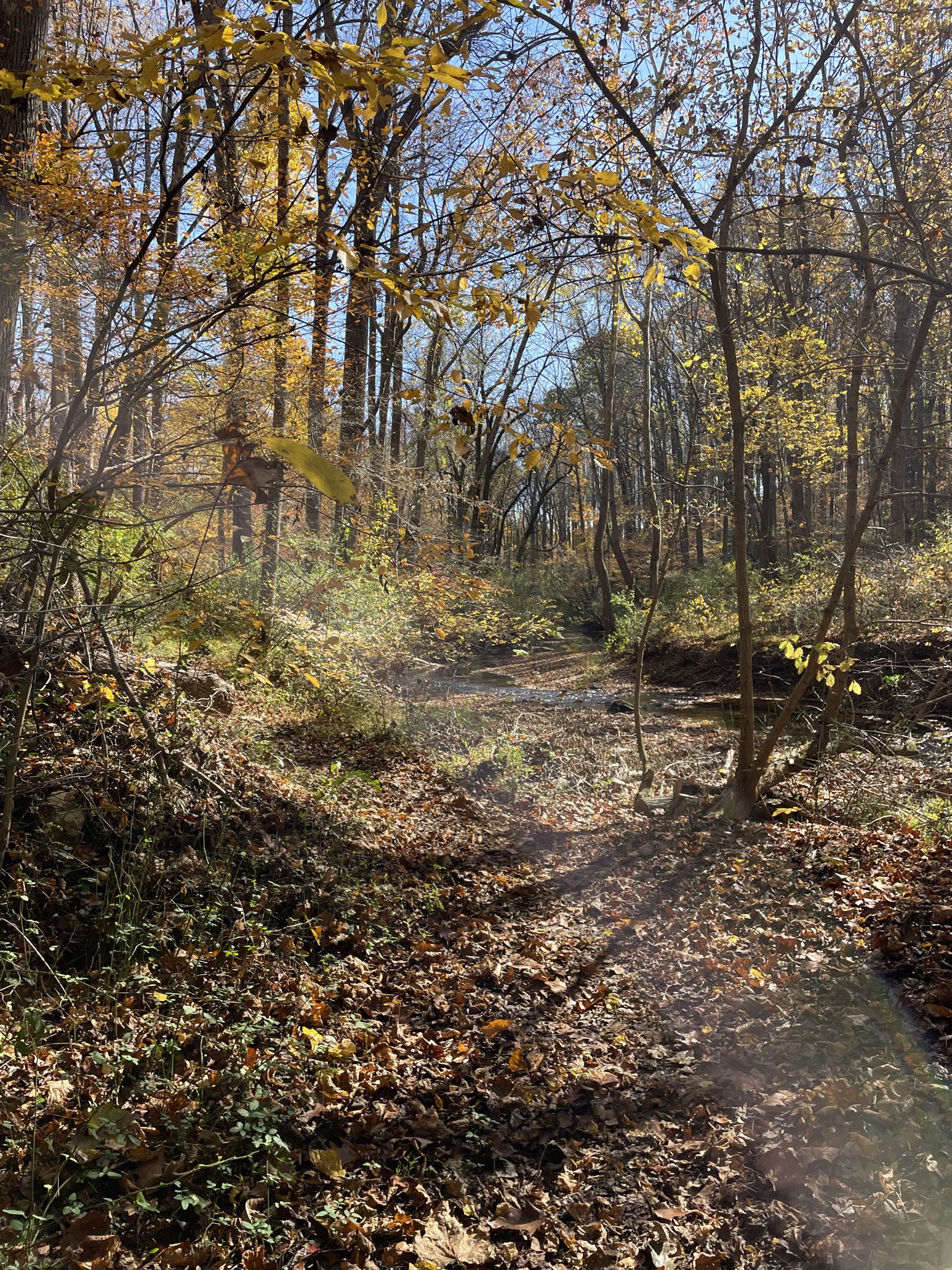Sunlight filters through autumn trees onto a leaf-covered forest path. - Wildlife Loop and South Wind Trail Loop