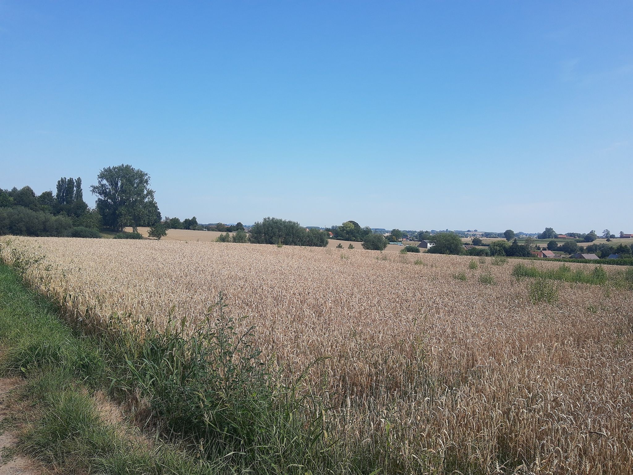fields