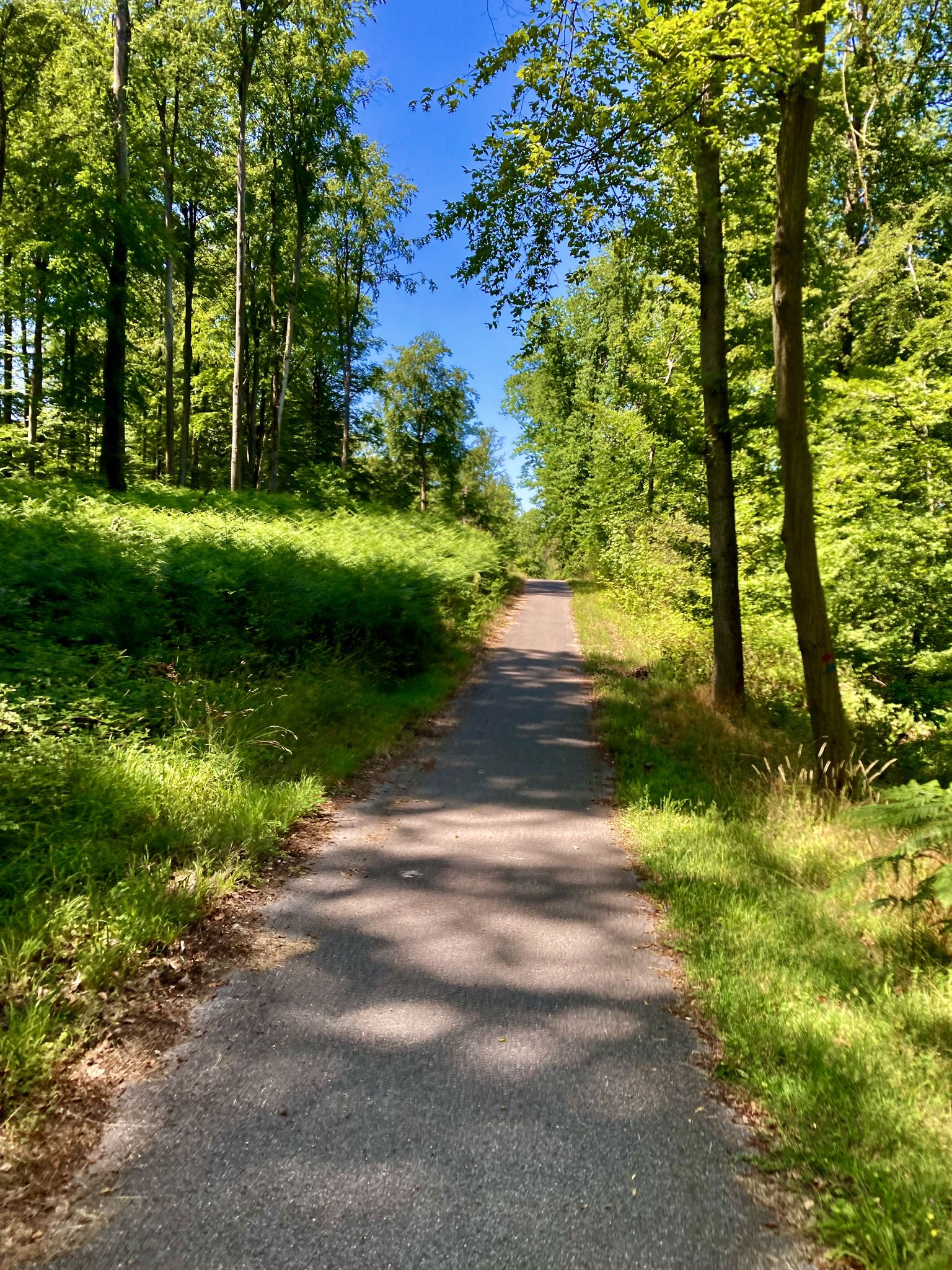 ‎⁨Forêt Domaniale de Compiègne⁩ à ⁨Pierrefonds⁩