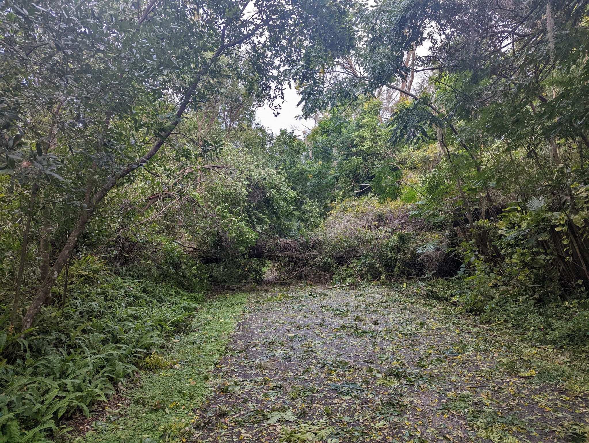 Overgrown forest path blocked by fallen trees and dense foliage. - Trues Lake loop from Heathrow