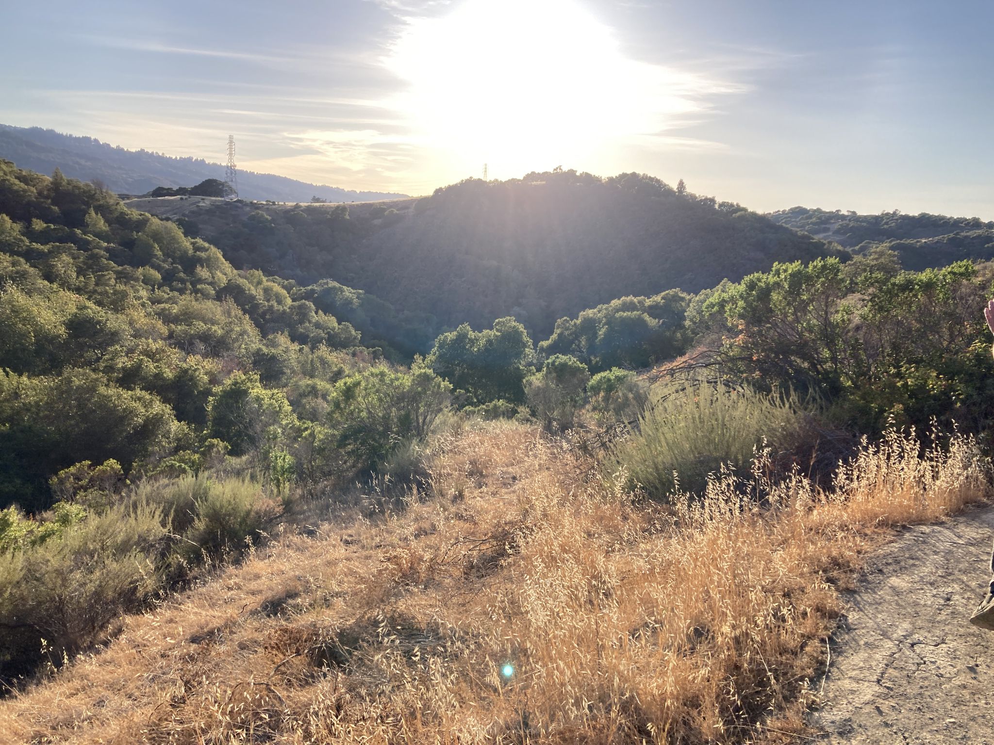 Golden hour sun shines over rolling hills with trees and dry grass. - Edgewood Trail loop from Pulgas Ridge Open Space Preserve