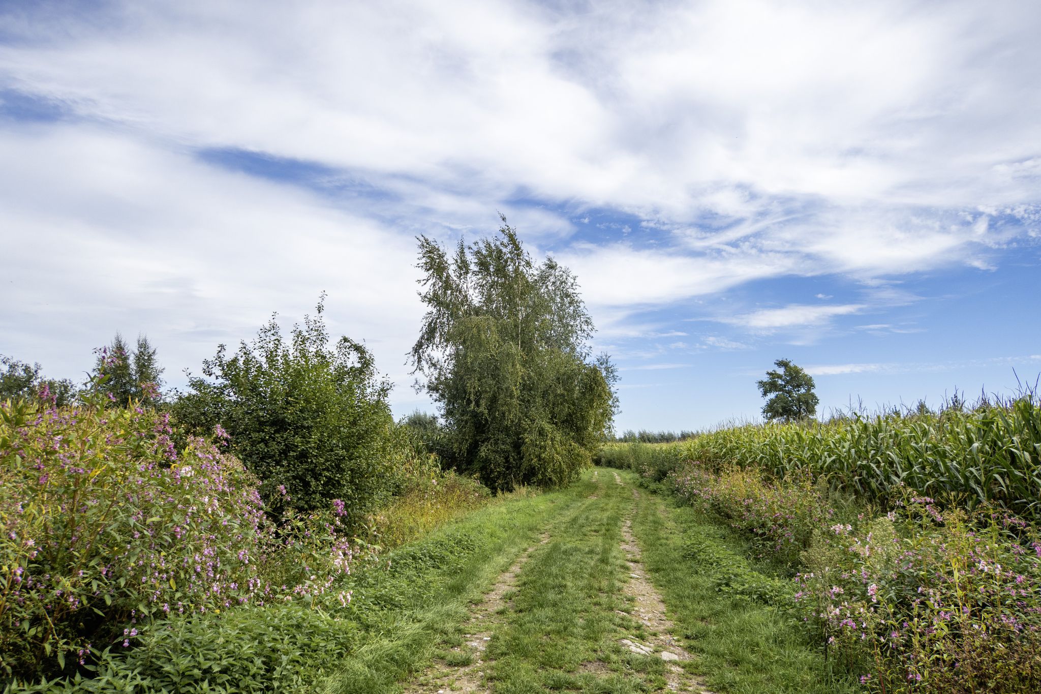 Tussen de velden van het Beddeneedstraatje