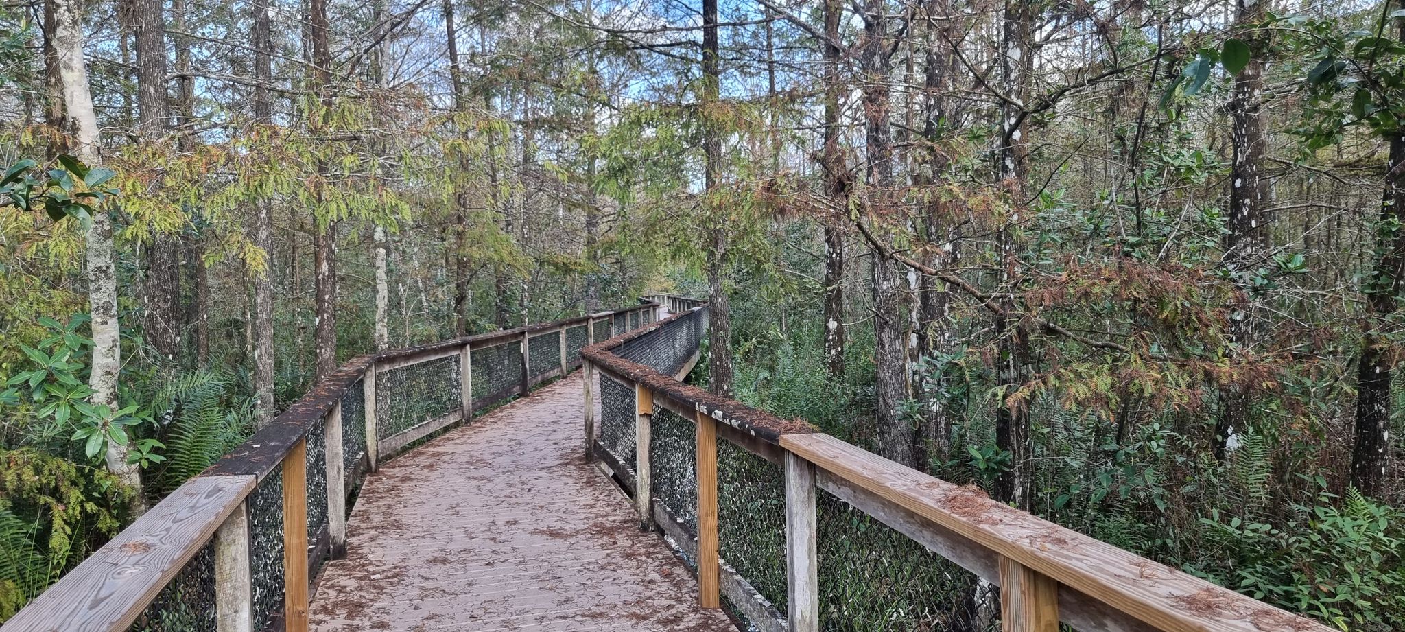 A winding wooden boardwalk extends through a sparse, wooded area. - Dirt Path – Alligator Safety Information loop from Red Maple Swamp Preserve