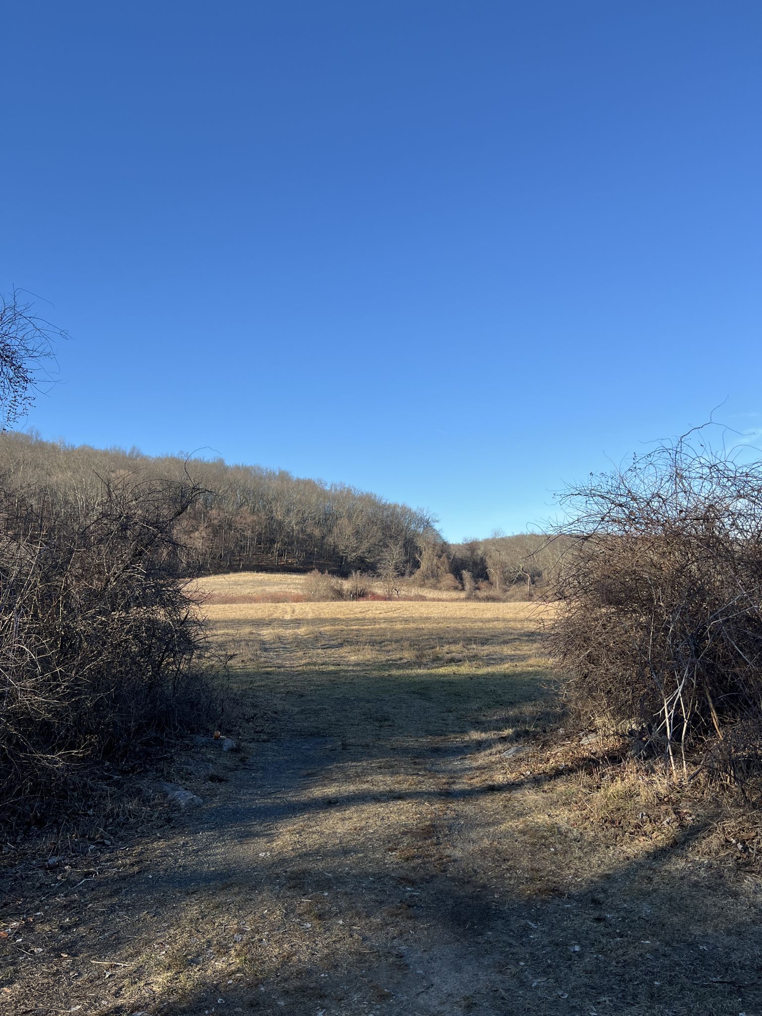 A dirt path leads through a sunny, open field surrounded by bare trees. - Running loop from Alfred B. DelBello Muscoot Farm