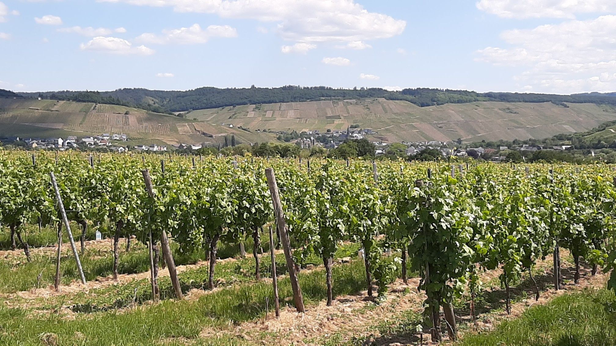 Richtung Brauneberg