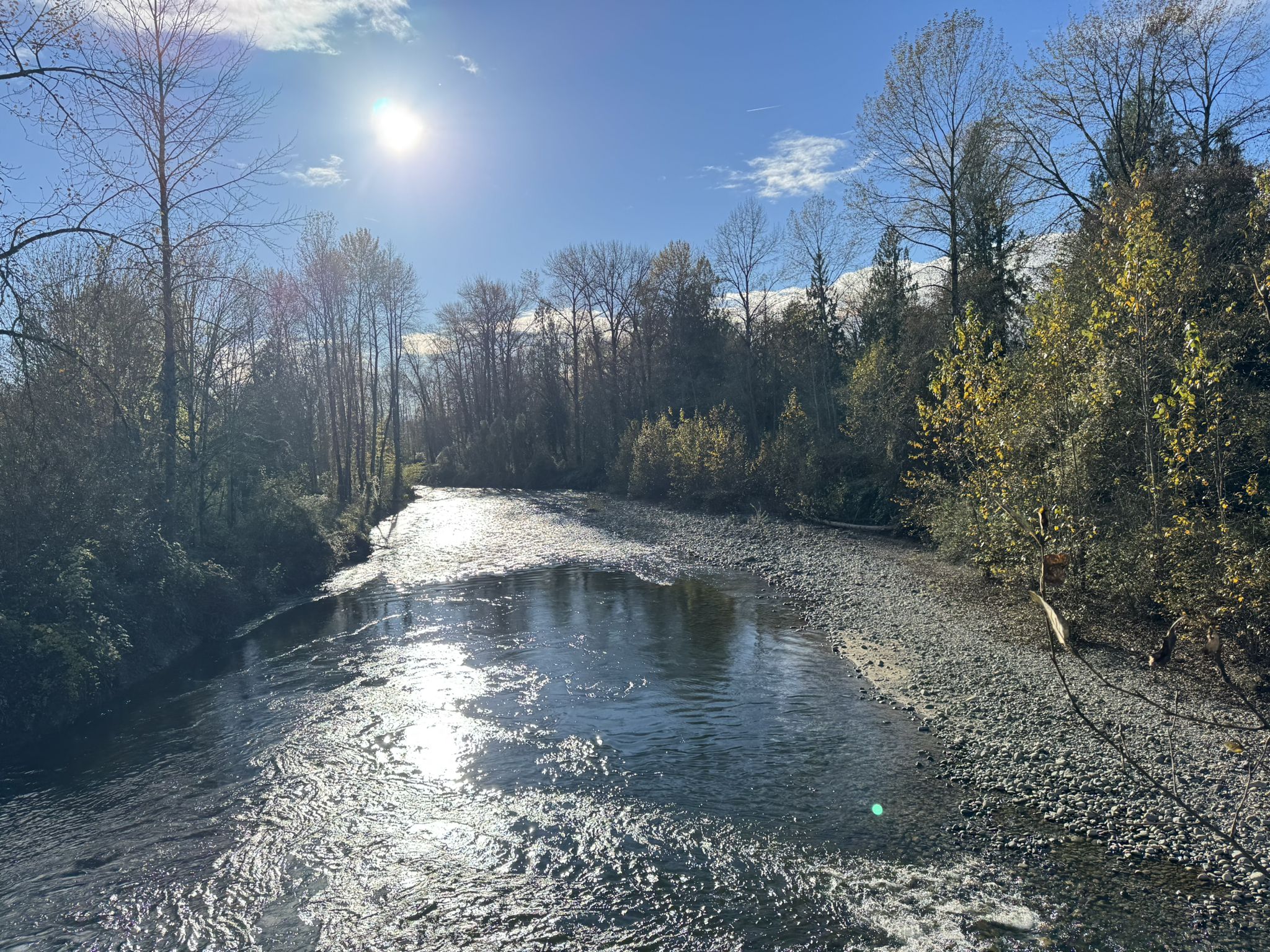 Wide river flowing through a forest under bright sunlight. - Snoqualmie Valley Trail – Nick Loutsis Park loop from Fall City