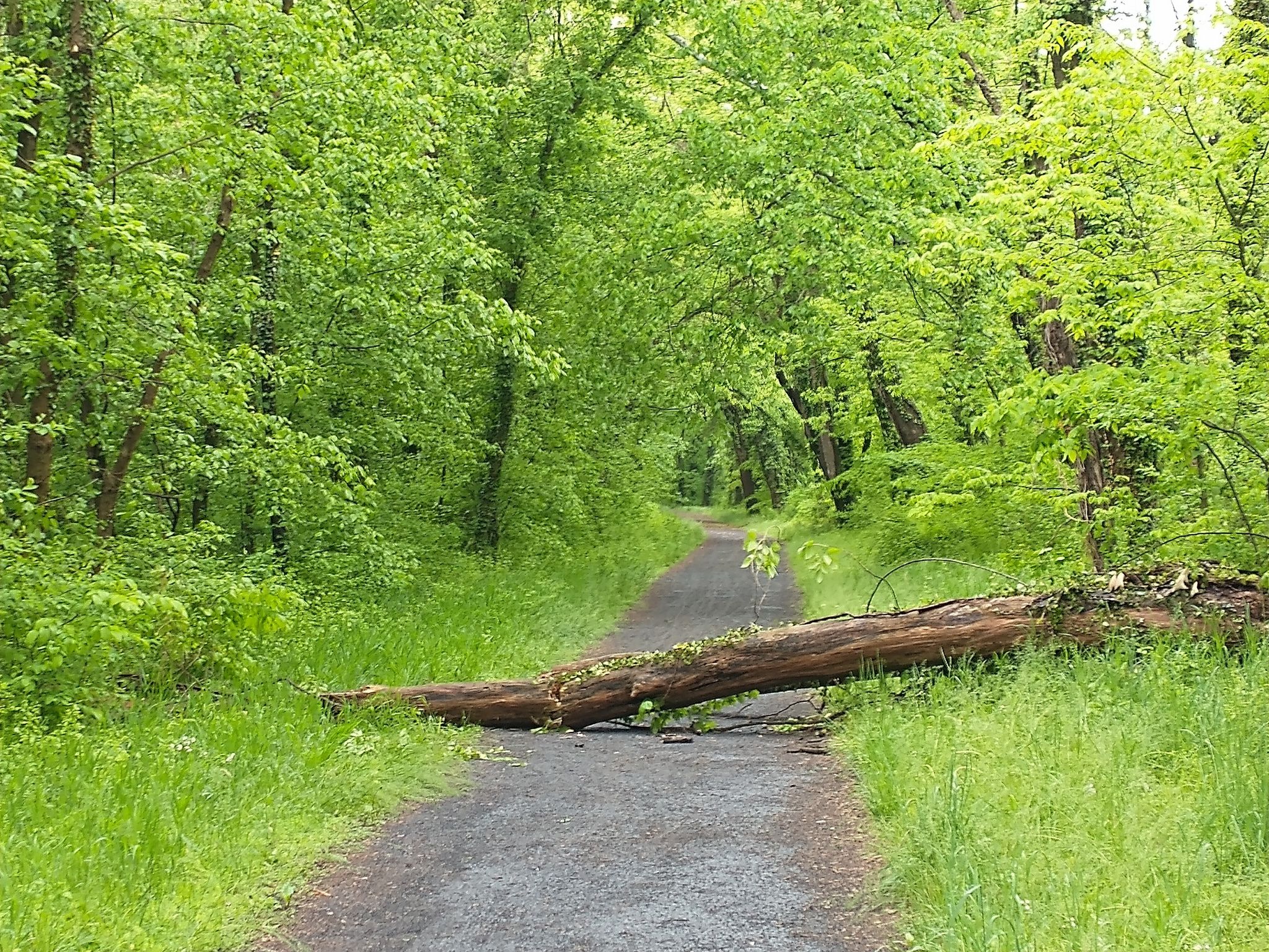 Large fallen tree blocking a paved path in a vibrant green forest. - Point of Rocks Bridge loop from Point of Rocks