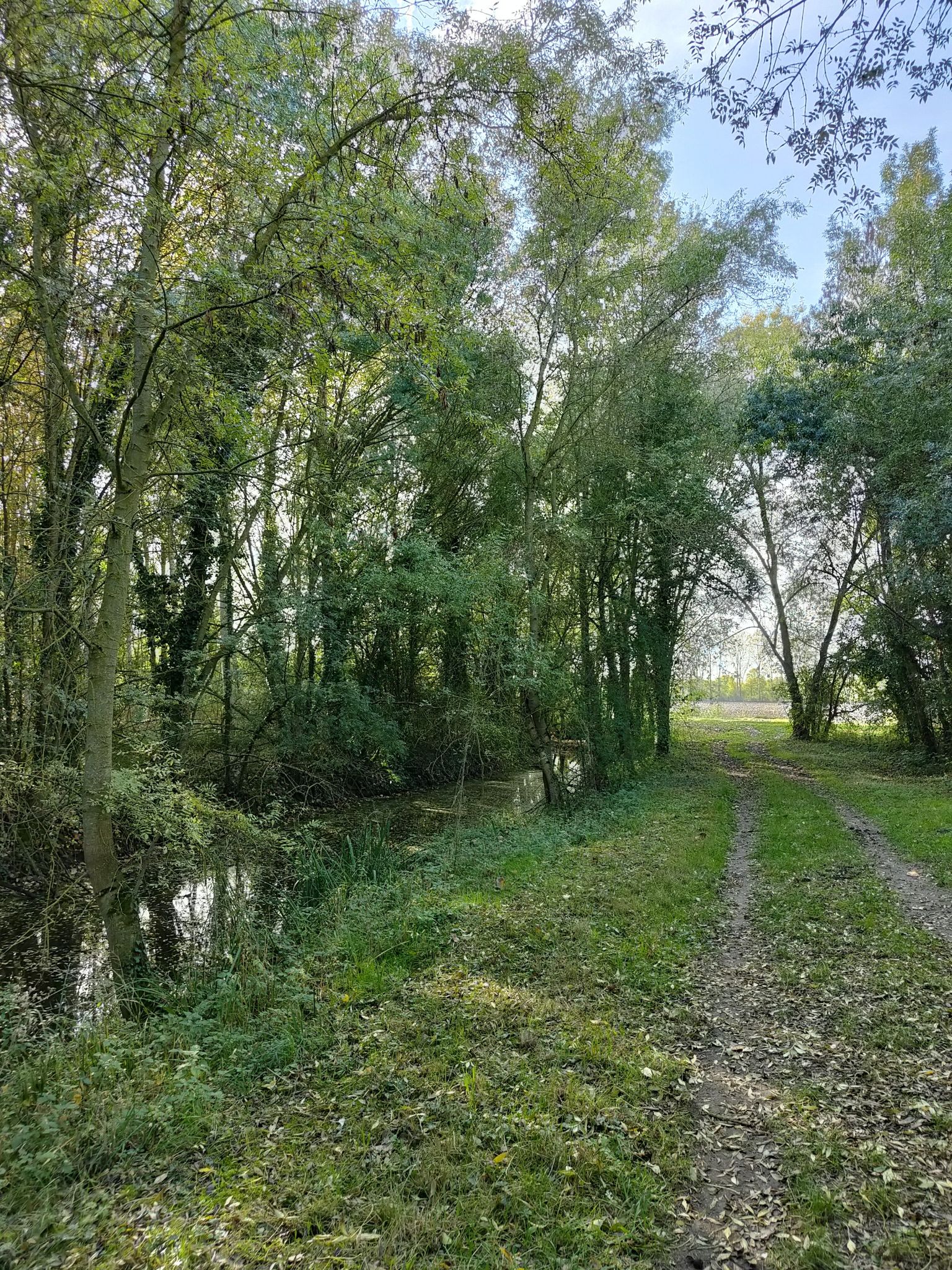 magnifique chemin de terre ombragé