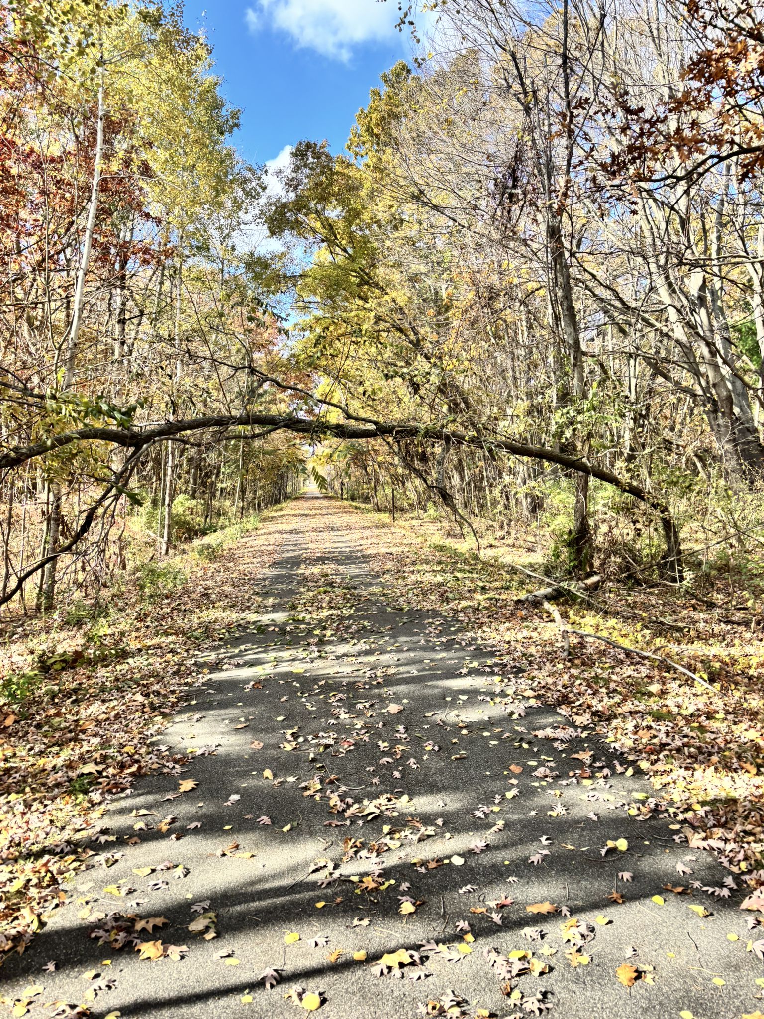 Paved path with fallen branch, autumn leaves, and sunny sky. - Fred Meijer Berry Junction Trail