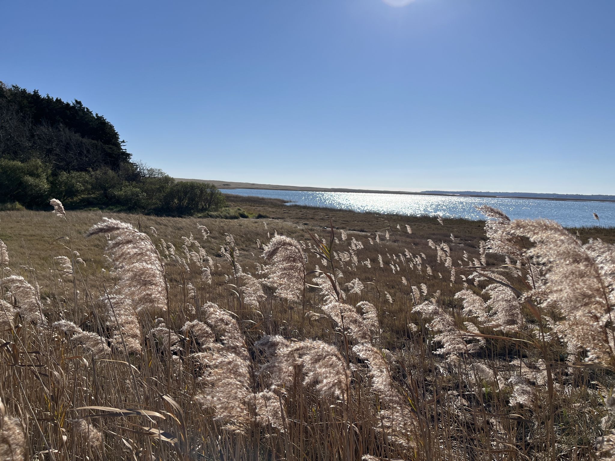 Tall golden grasses in the foreground, sparkling water, and bright sun. - Nauset Marsh – Three Sisters Lighthouses loop from North Eastham