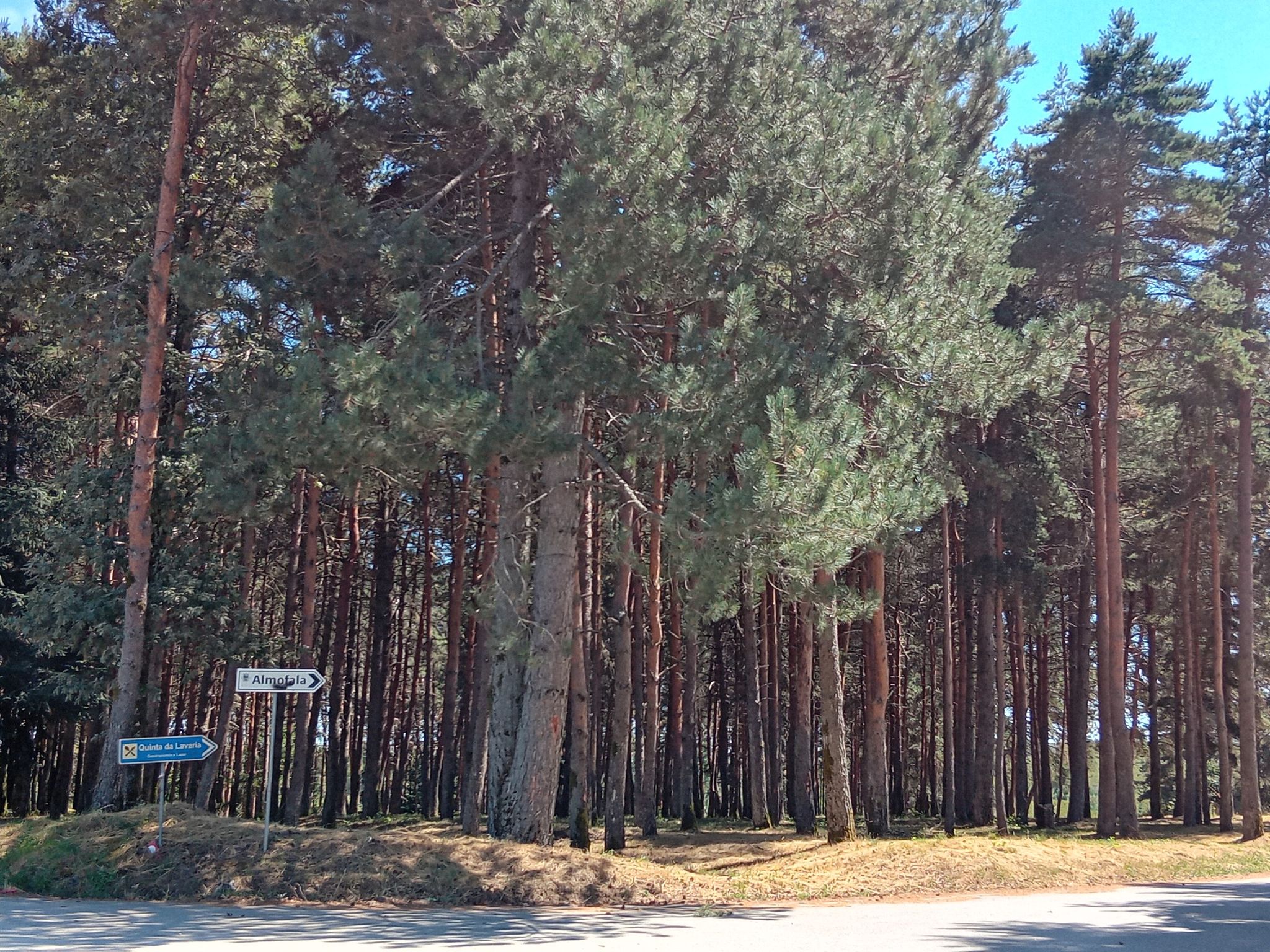 Truly "Pineful"