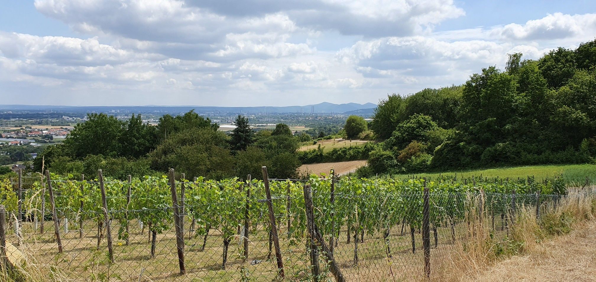 ... und aufs Siebengebirge