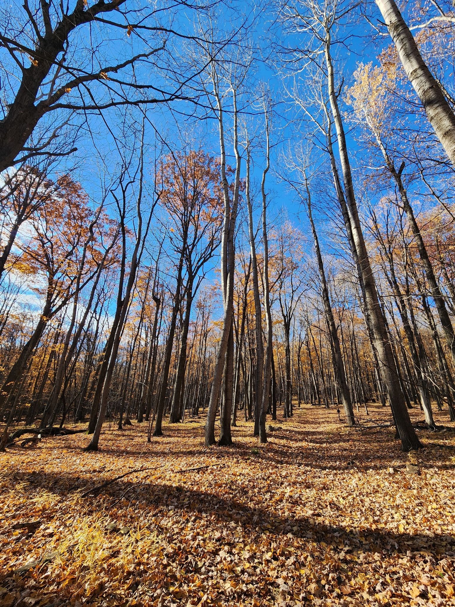 Sunny forest with tall trees and a ground covered in fallen autumn leaves. - Rib Mountain loop from Rib Mountain State Park