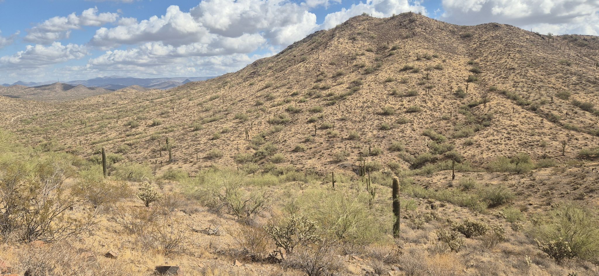 Arid mountain slope covered in saguaro and cholla cacti under a cloudy sky. - Dixie Mountain Loop