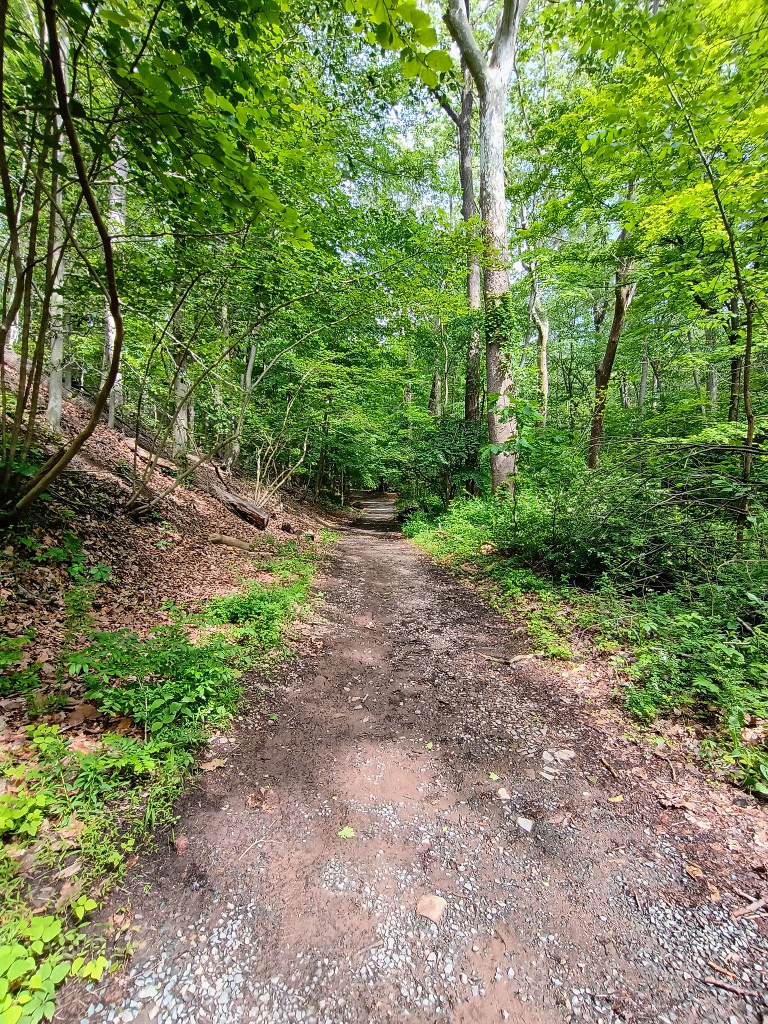 A dirt path winds through a lush green forest in bright daylight. - Watchung Yellow, Purple and White Loop