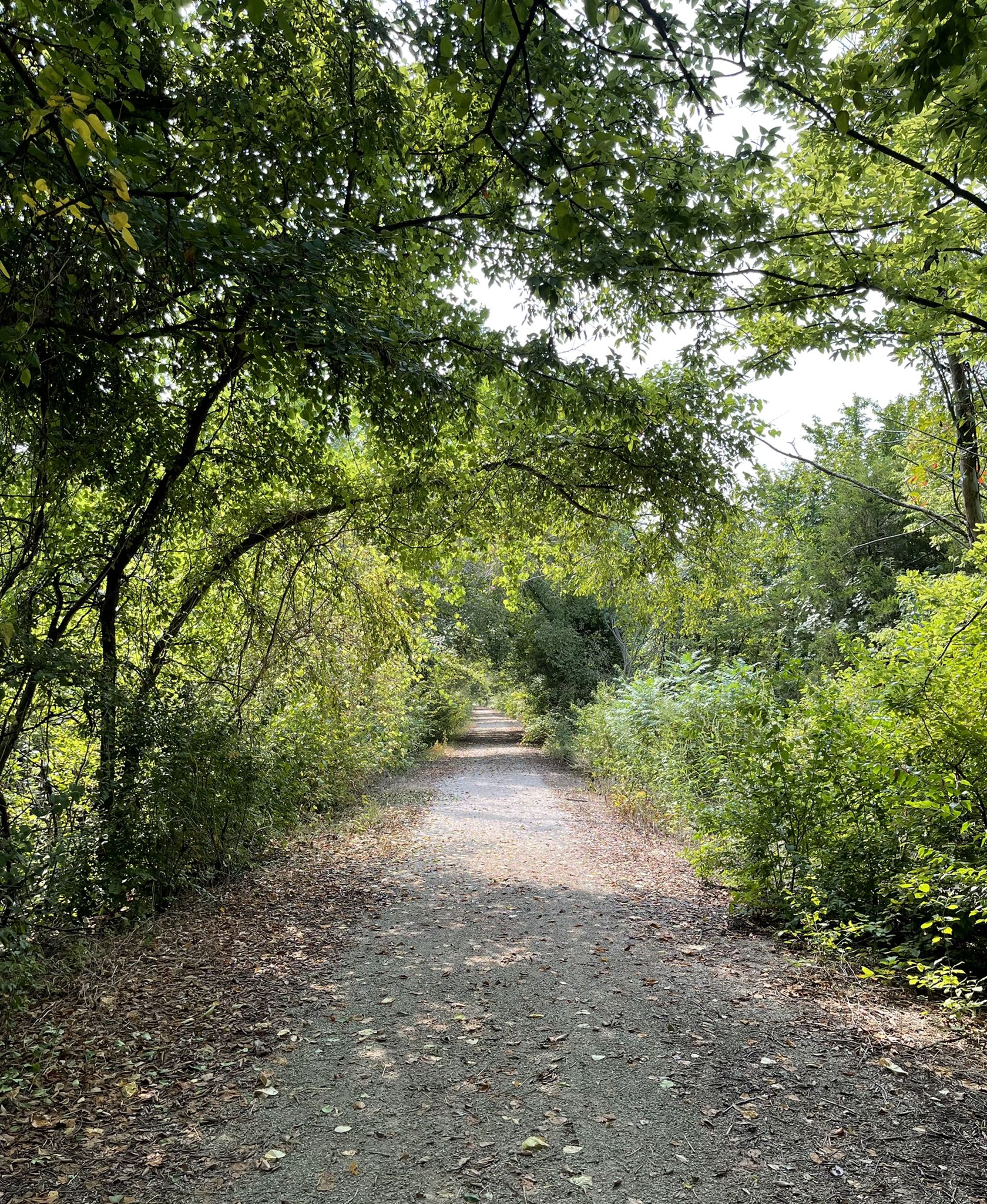 A shaded dirt path winding through dense green trees on a sunny day. - Prairie Spirit Trail