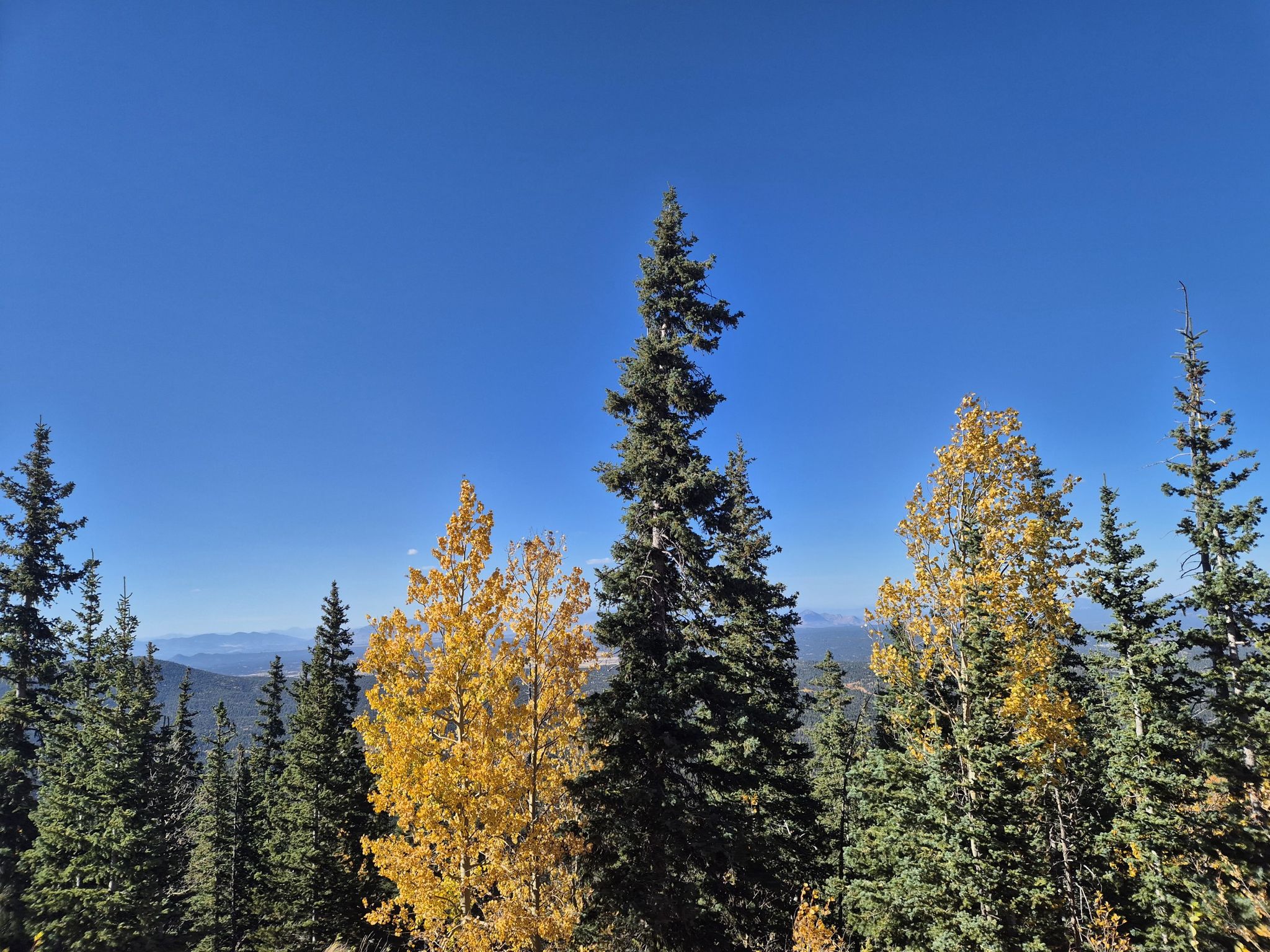 Pine and yellow aspen trees against a clear blue sky. - Crystal Creek Reservoir – Glen Cove loop from Green Mountain Falls