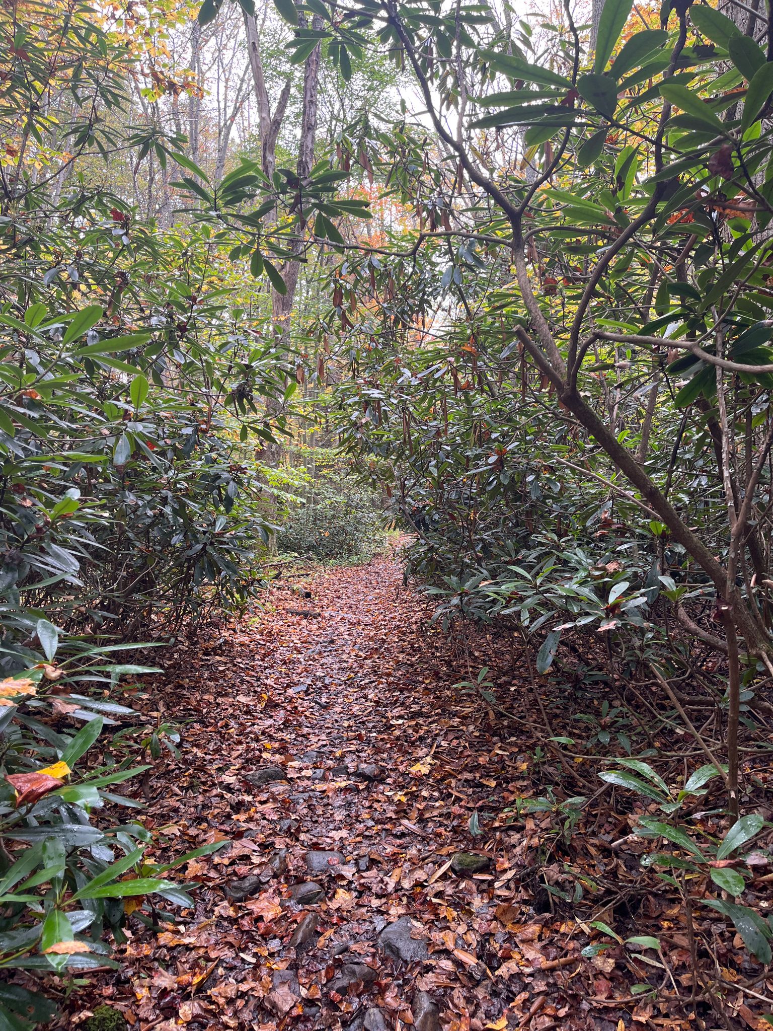Leaf-covered path through dense green forest foliage on an overcast day. - Big and Little Stonecoal Loop