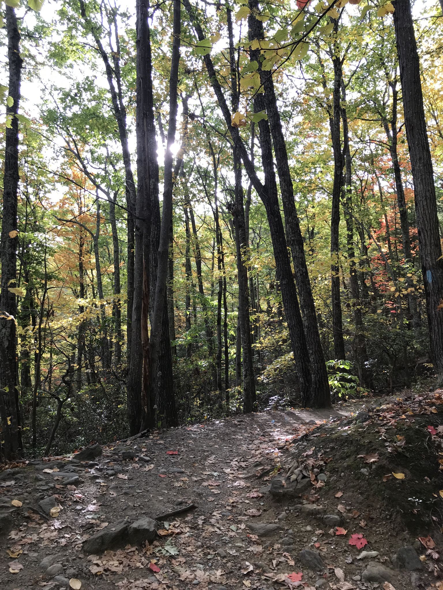 Sunlight streams through tall trees onto a leaf-covered forest path. - Undermountain Trail