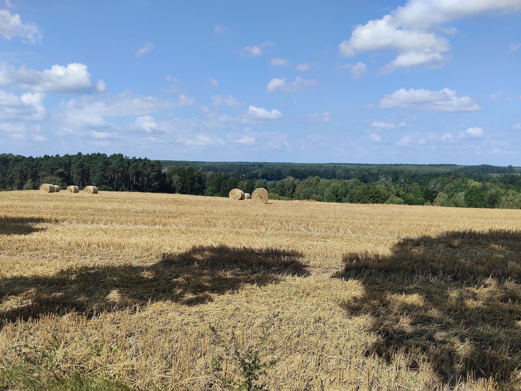 Palędzie ko