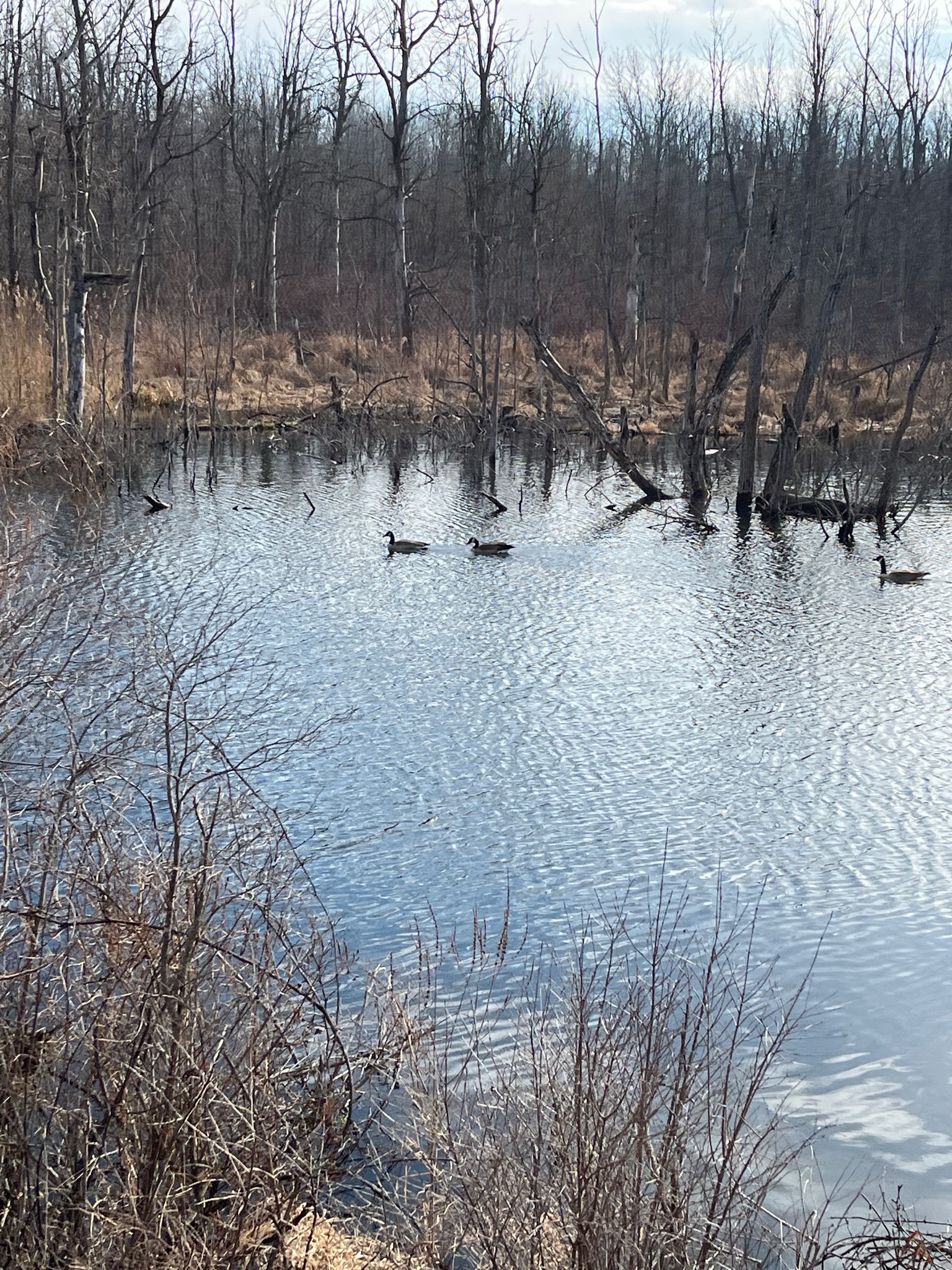 Three ducks swim in a calm pond surrounded by bare winter trees. - Century Ride around Erie County