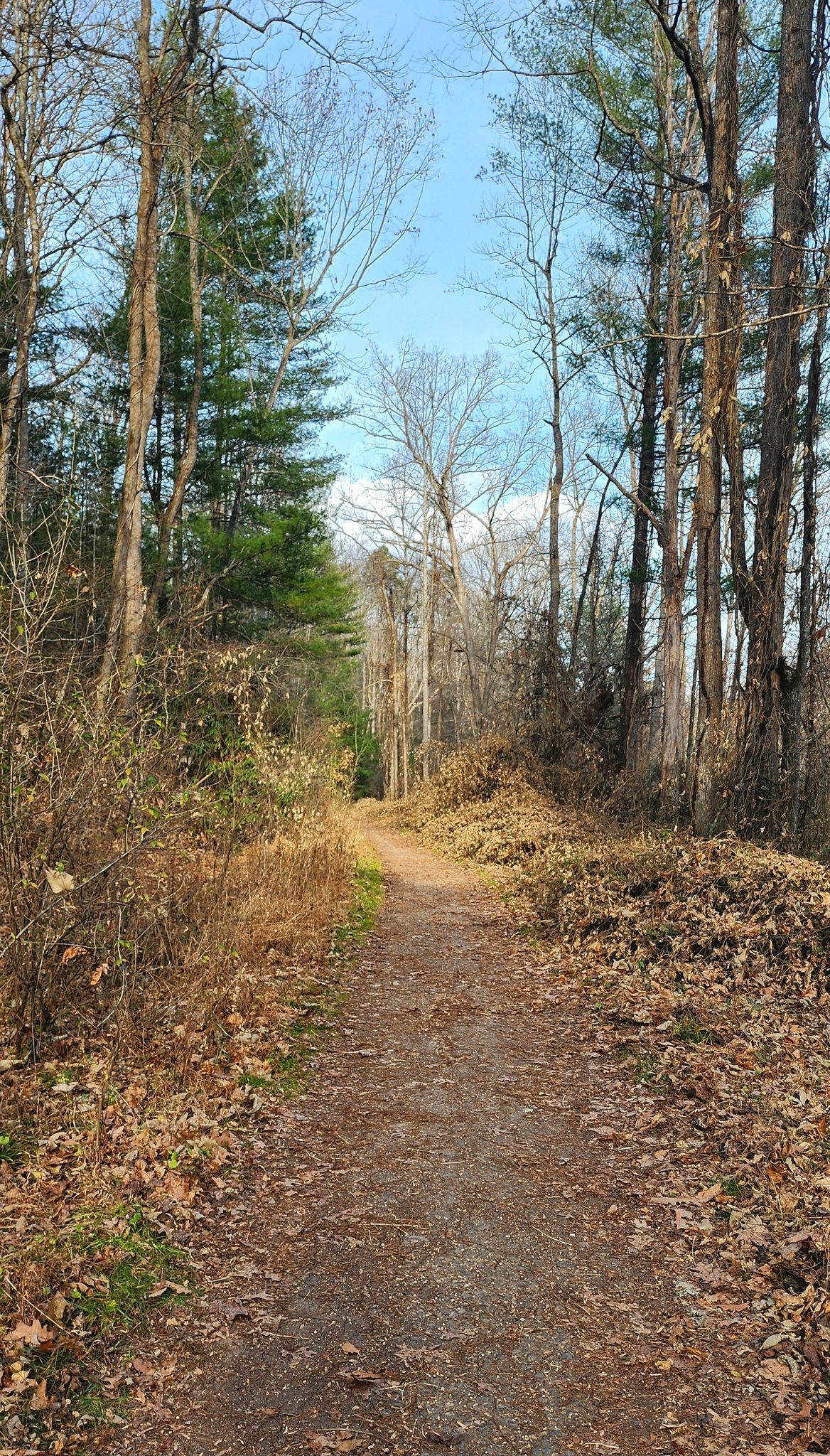 A dirt path through a forest with bare trees and dry leaves under a clear sky. - Bent Creek Experimental Forest – Hard Times Road loop from Bent Creek