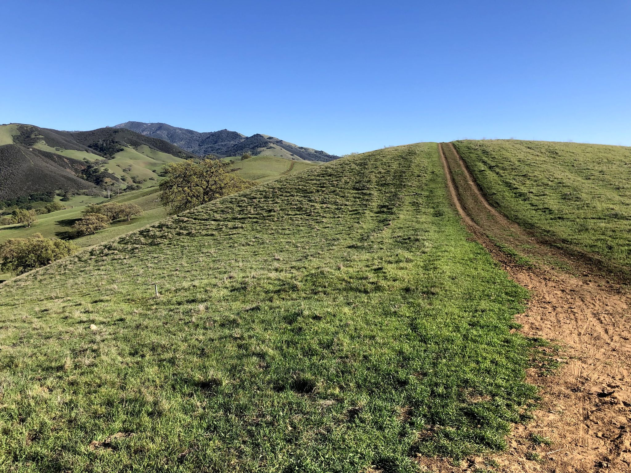 A dirt path winds up a vibrant green grassy hill under a clear sky. - Paraiso, Manzanita and Ohlone Trail Loop