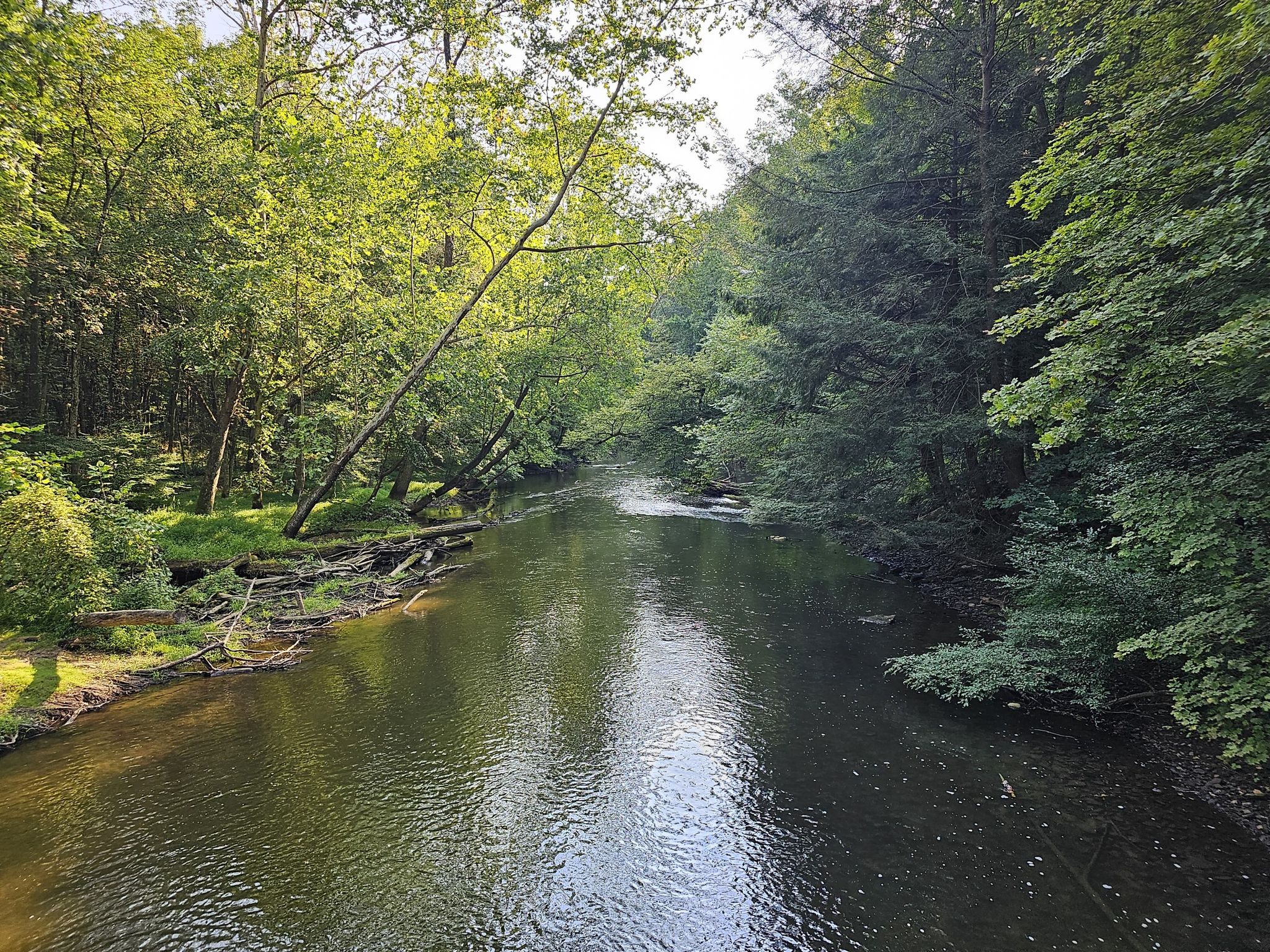 A sunlit river flows through a dense green forest with fallen logs. - Lyons Falls, Hemlock Gorge and Pleasant Hill Trail Loop