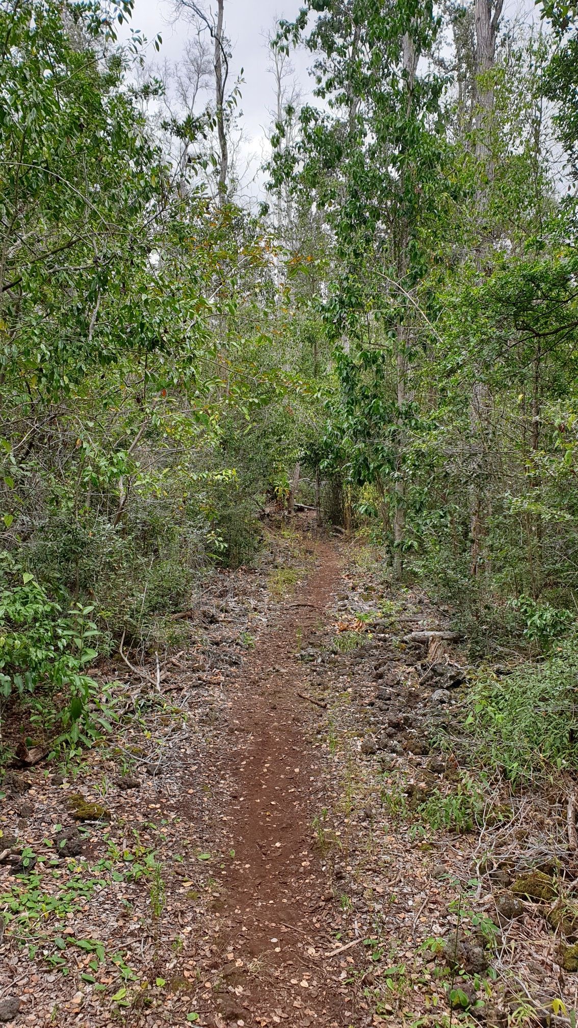 A narrow dirt path winds through a dense green forest under overcast skies. - Manukā Nature Trail loop