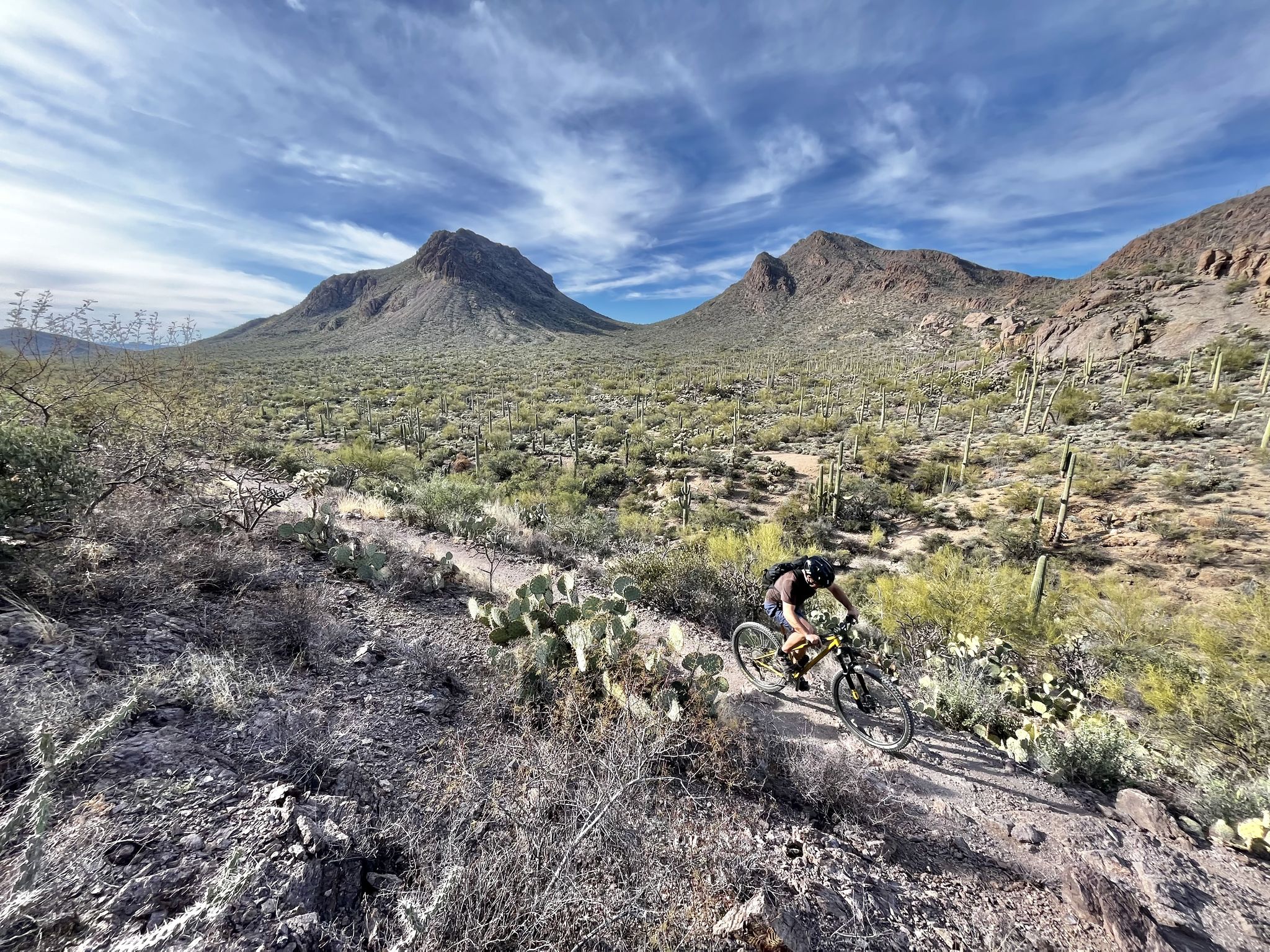 A mountain biker rides a desert trail with cacti and mountains on a sunny day. - Starr Pass and Yetman Trail Loop