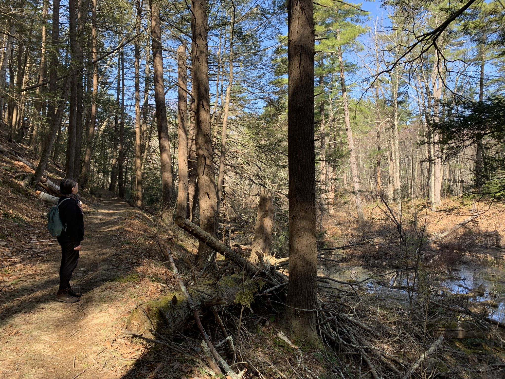 Hiker on a sunlit forest path overlooking a swampy area. - Thomas Road Loop