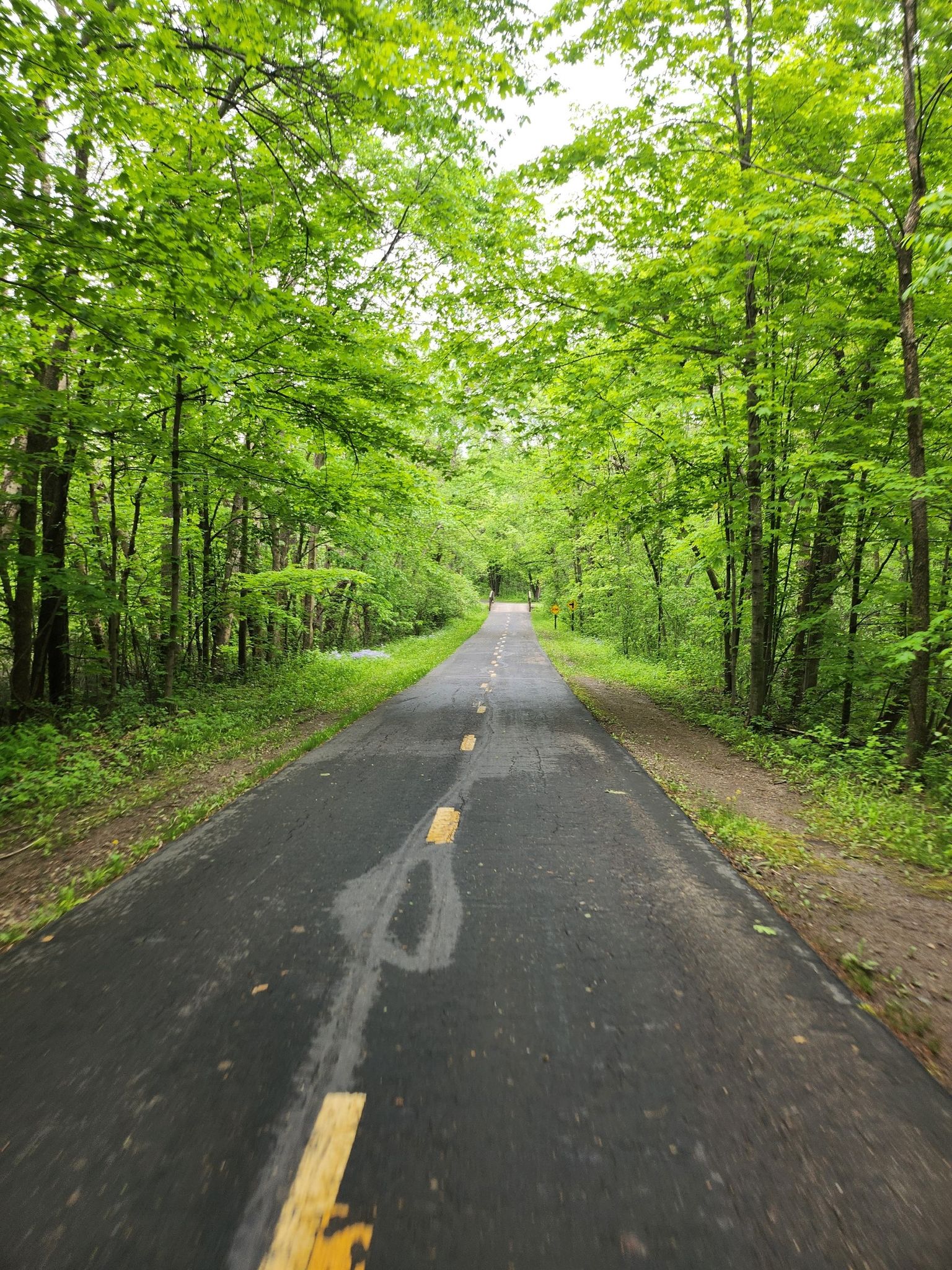 Paved path with yellow lines through a dense, bright green forest. - Mississippi River and Rush Creek Trail Loop