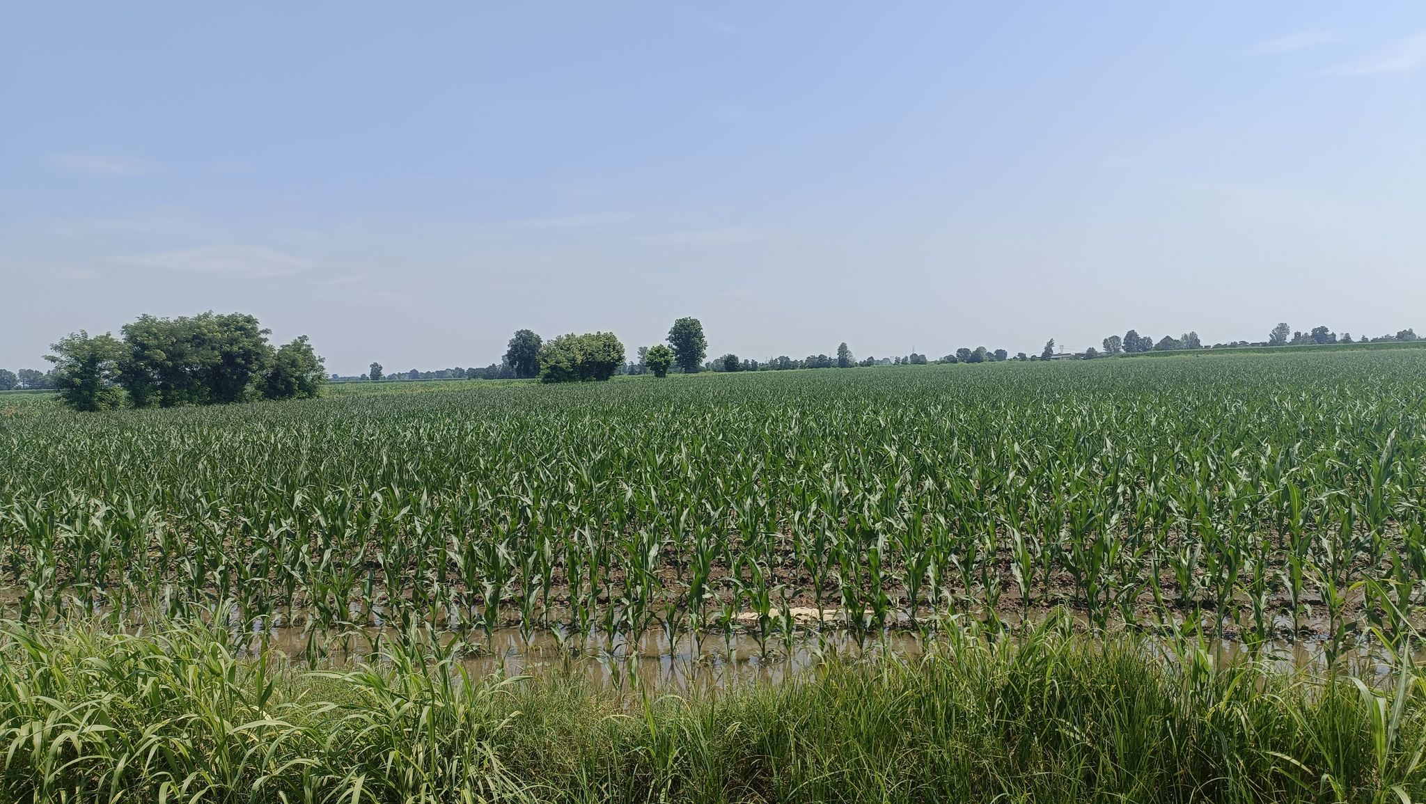 Campagna cremonese.