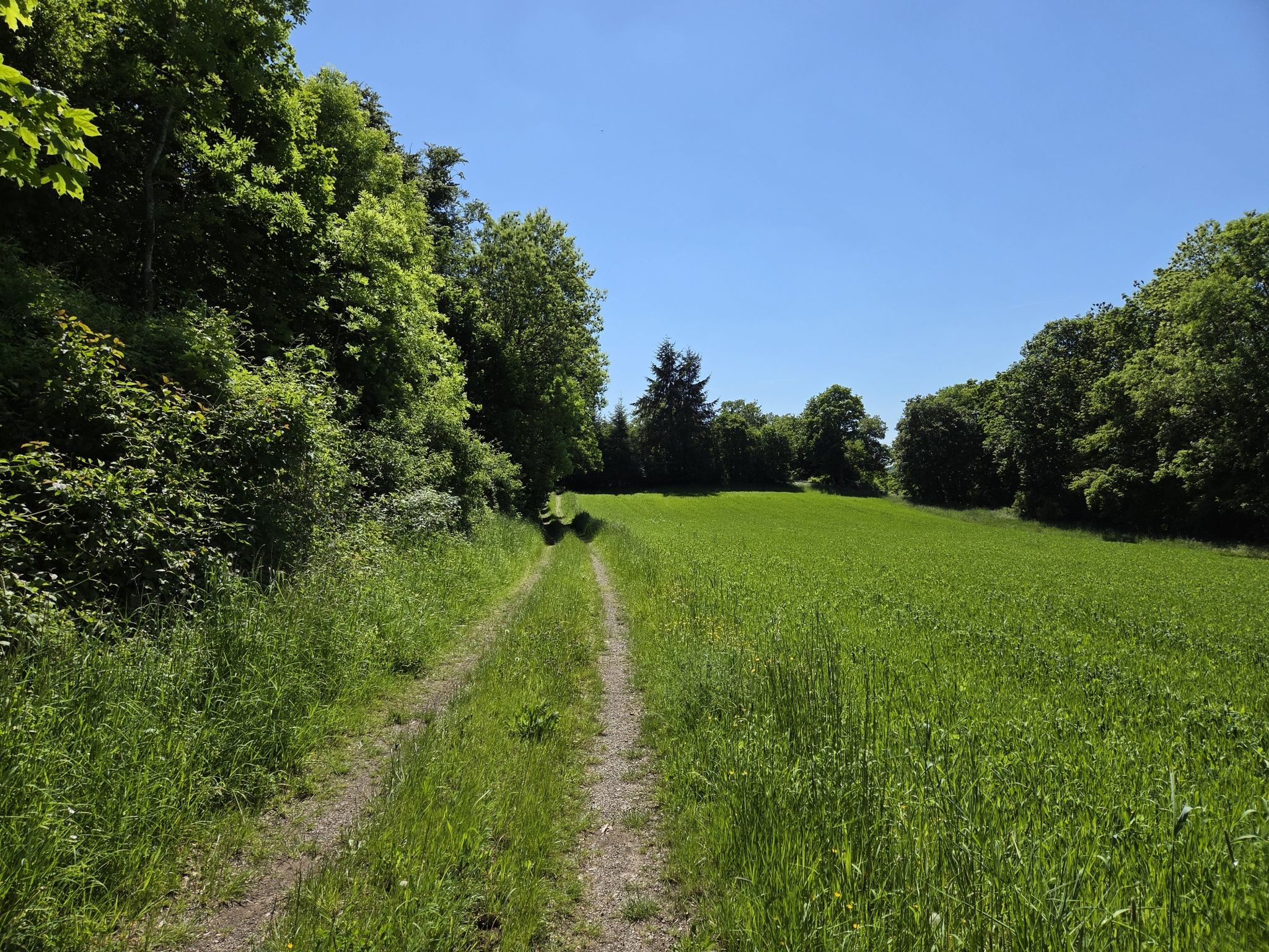 Weg am Waldrand