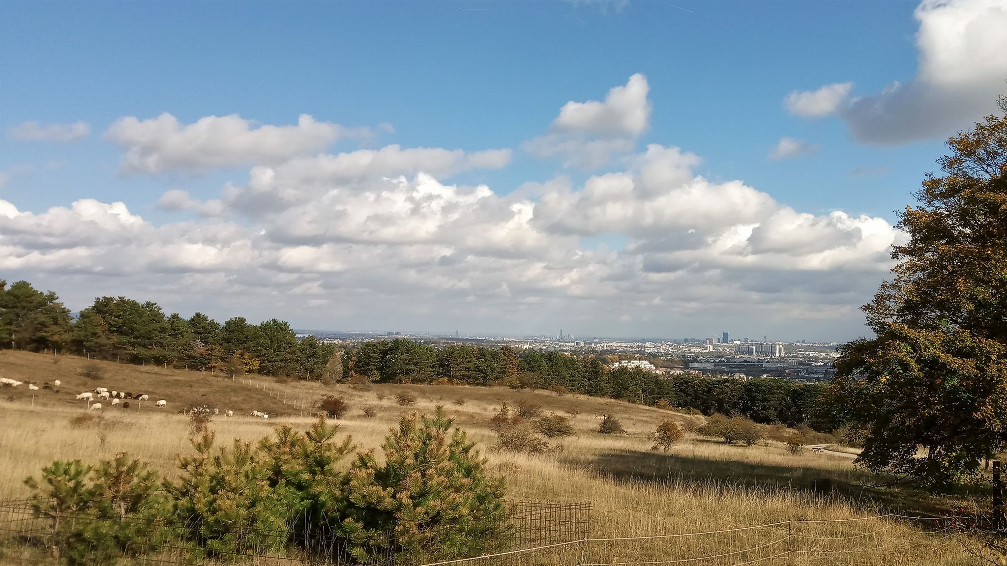 Perchtoldsdorfer Heide