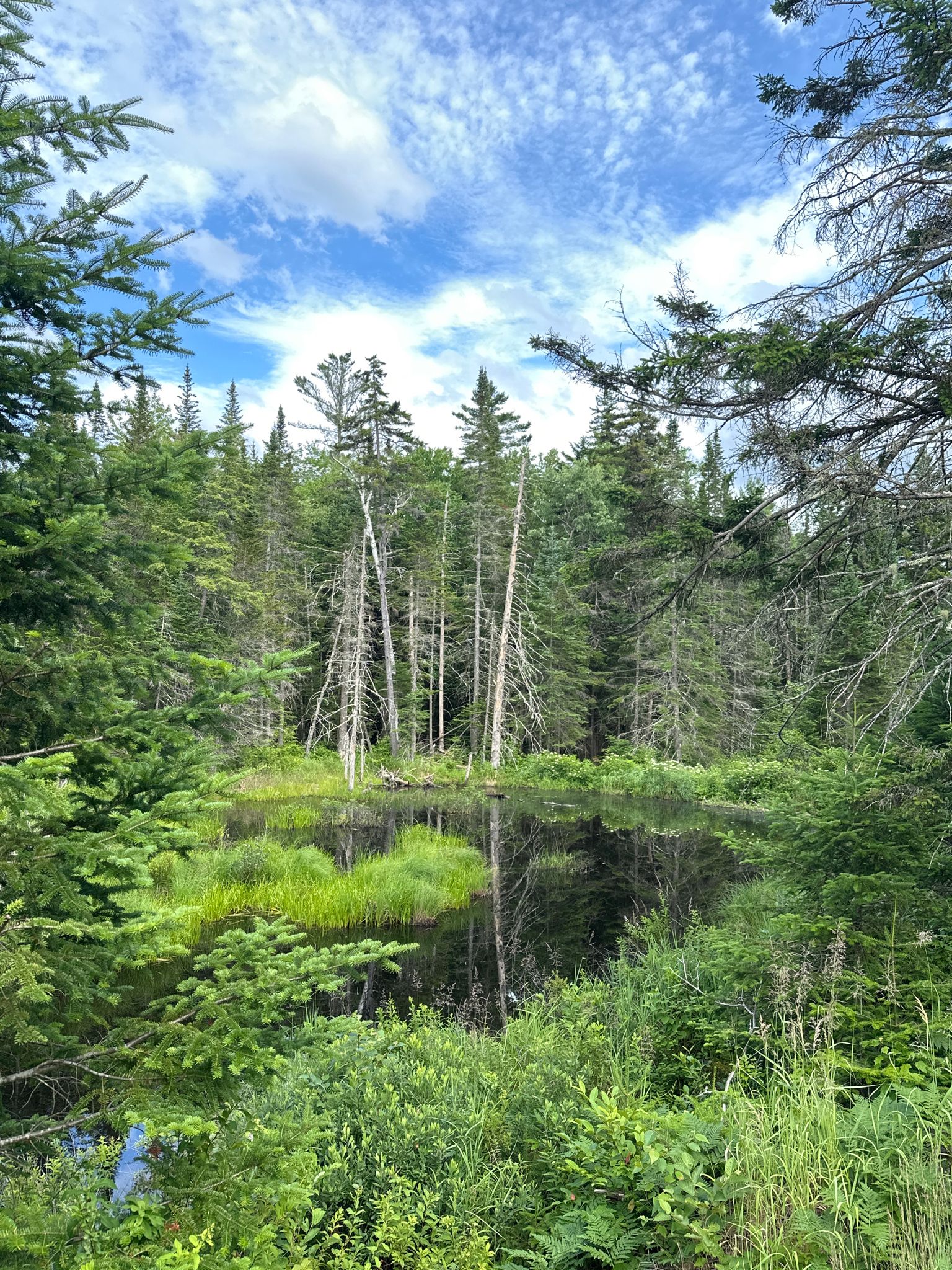 A serene pond reflects tall trees under a bright, cloudy sky. - Franconia Notch Bike Path loop