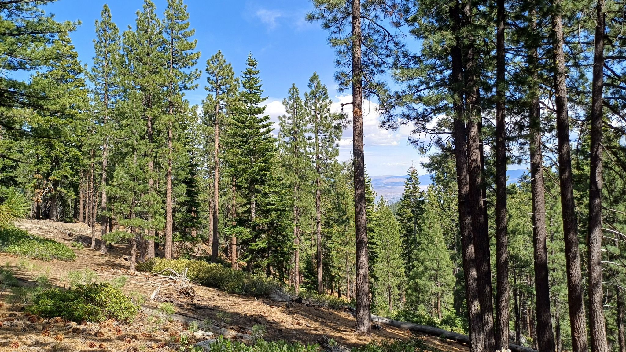 Sunlit pine forest on a hillside under a bright blue sky. - Tahoe Rim Trail: Mt. Rose Summit to Spooner Summit