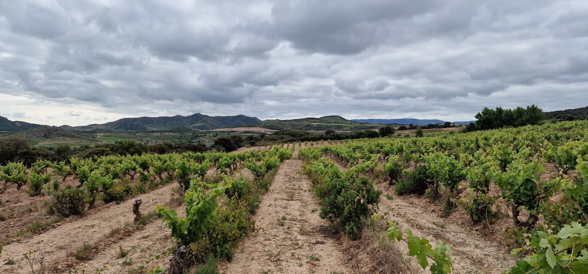 ... und ein erster Blick auf die Weinberge
