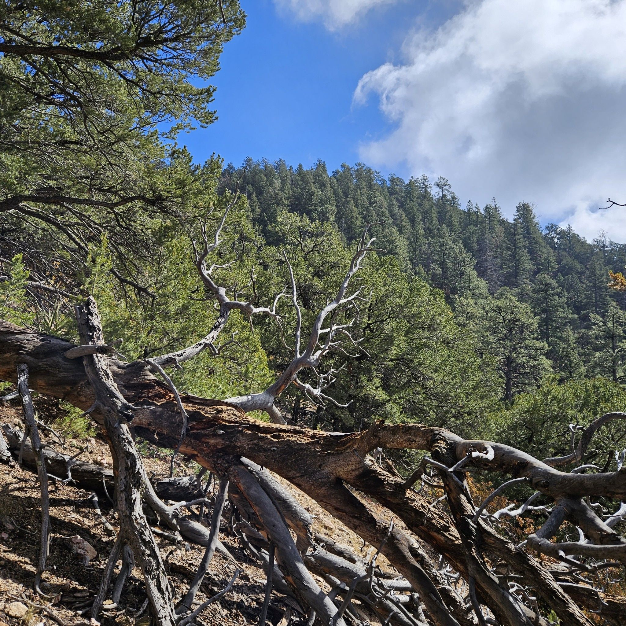 Fallen tree with exposed roots on a forested mountain slope under a blue sky. - South Sandia Peak – South Sandia Peak Trail loop from Embudito Arroyo