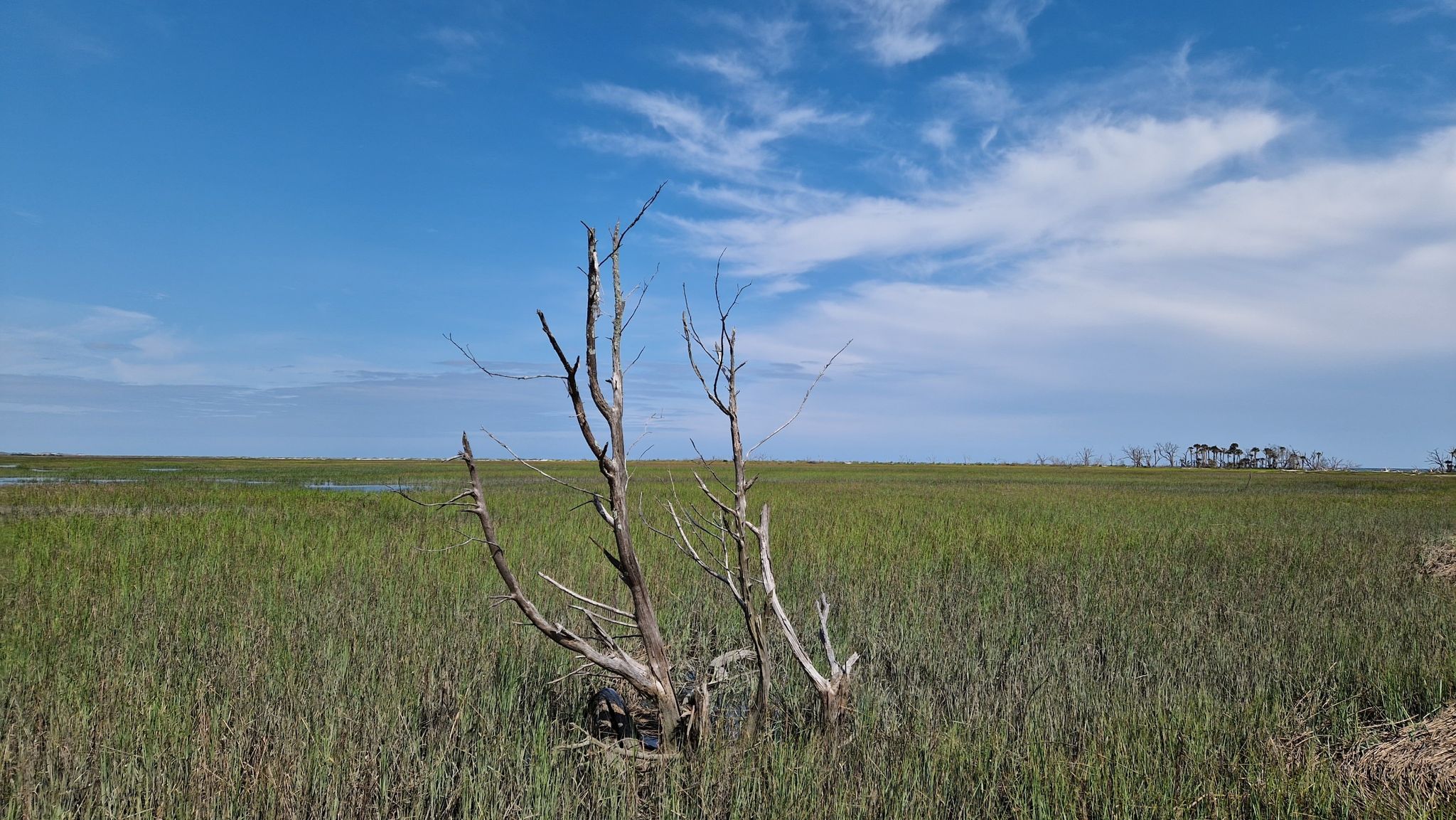 Dead tree branches stand in a vast green marsh under a bright blue sky. - Botany Bay Beach Walk