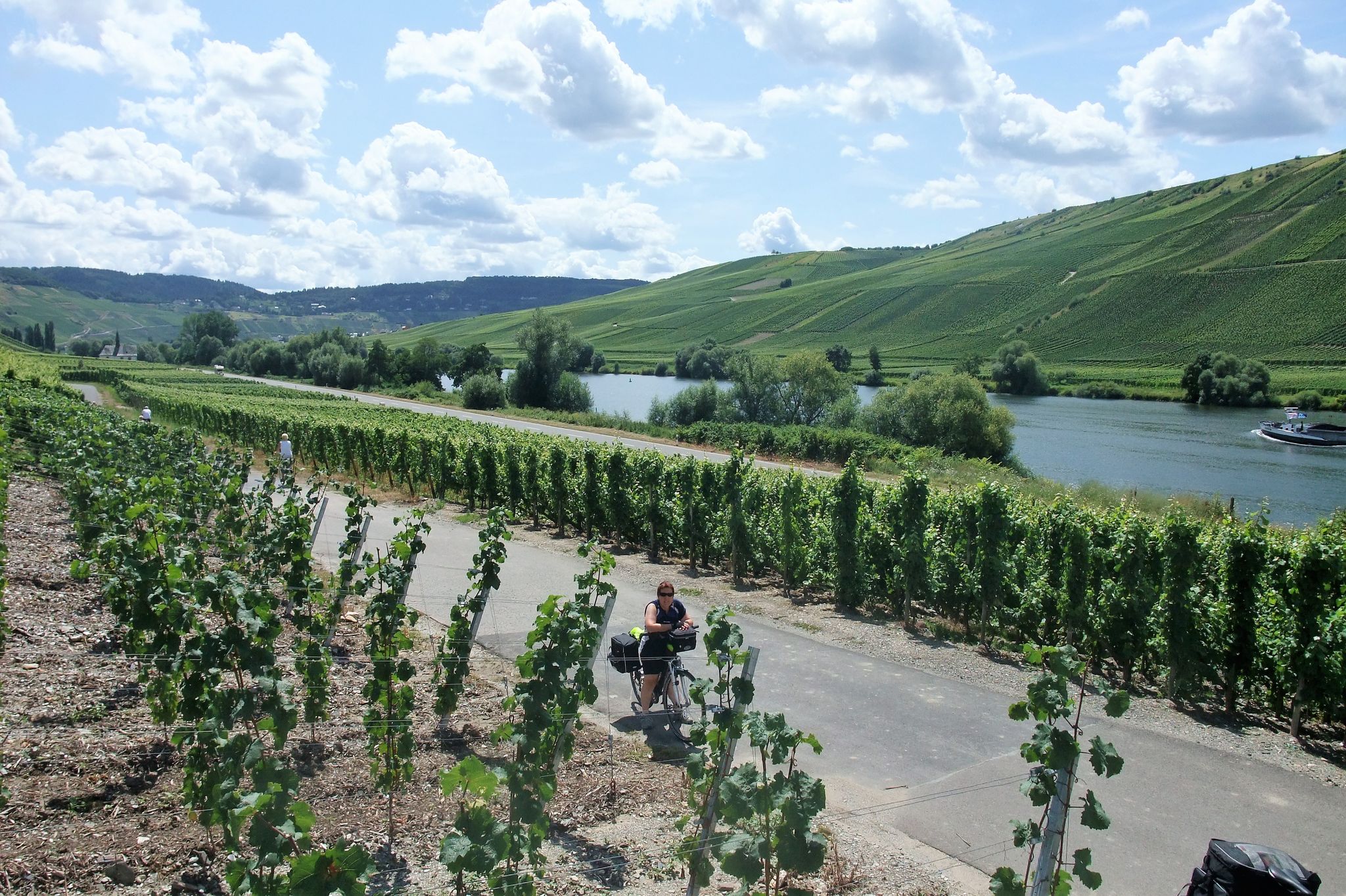in den Weinbergen