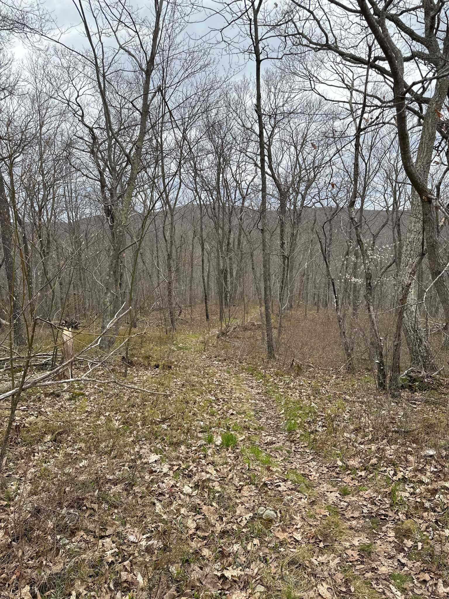 Overcast view of a bare forest with a path and distant hills. - Michael Ciaiola Conservation Area Trail