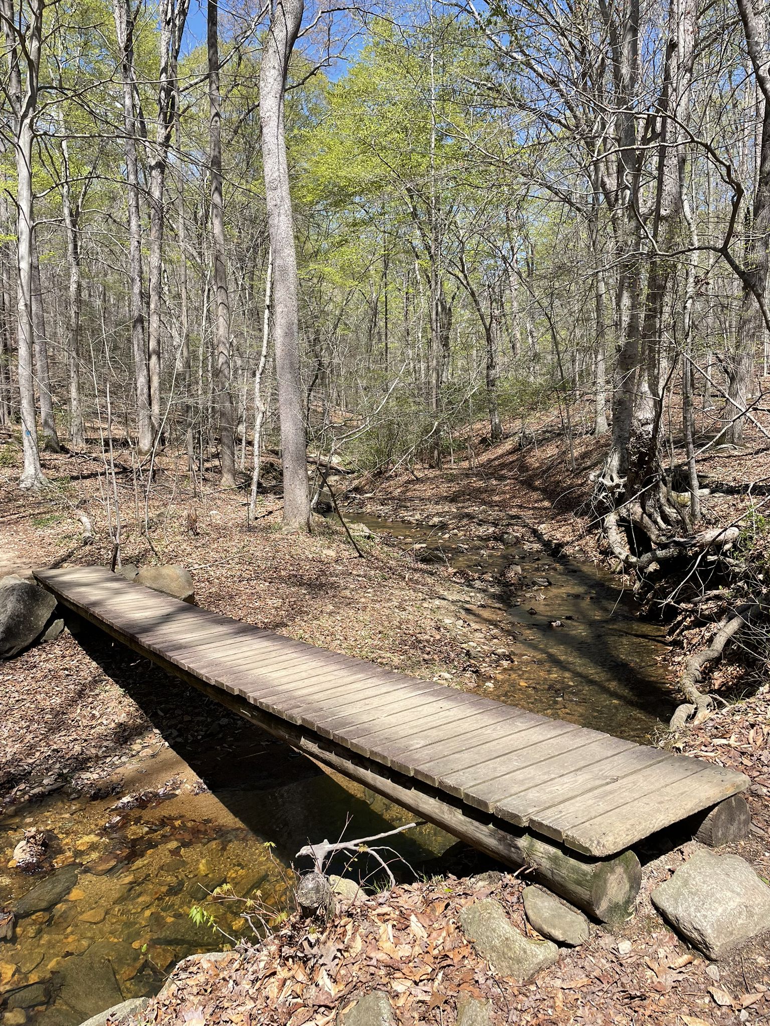 A wooden footbridge spans a small, clear stream in a bright, early spring forest. - Fountainhead Regional Park loop from Fountainhead Regional Park