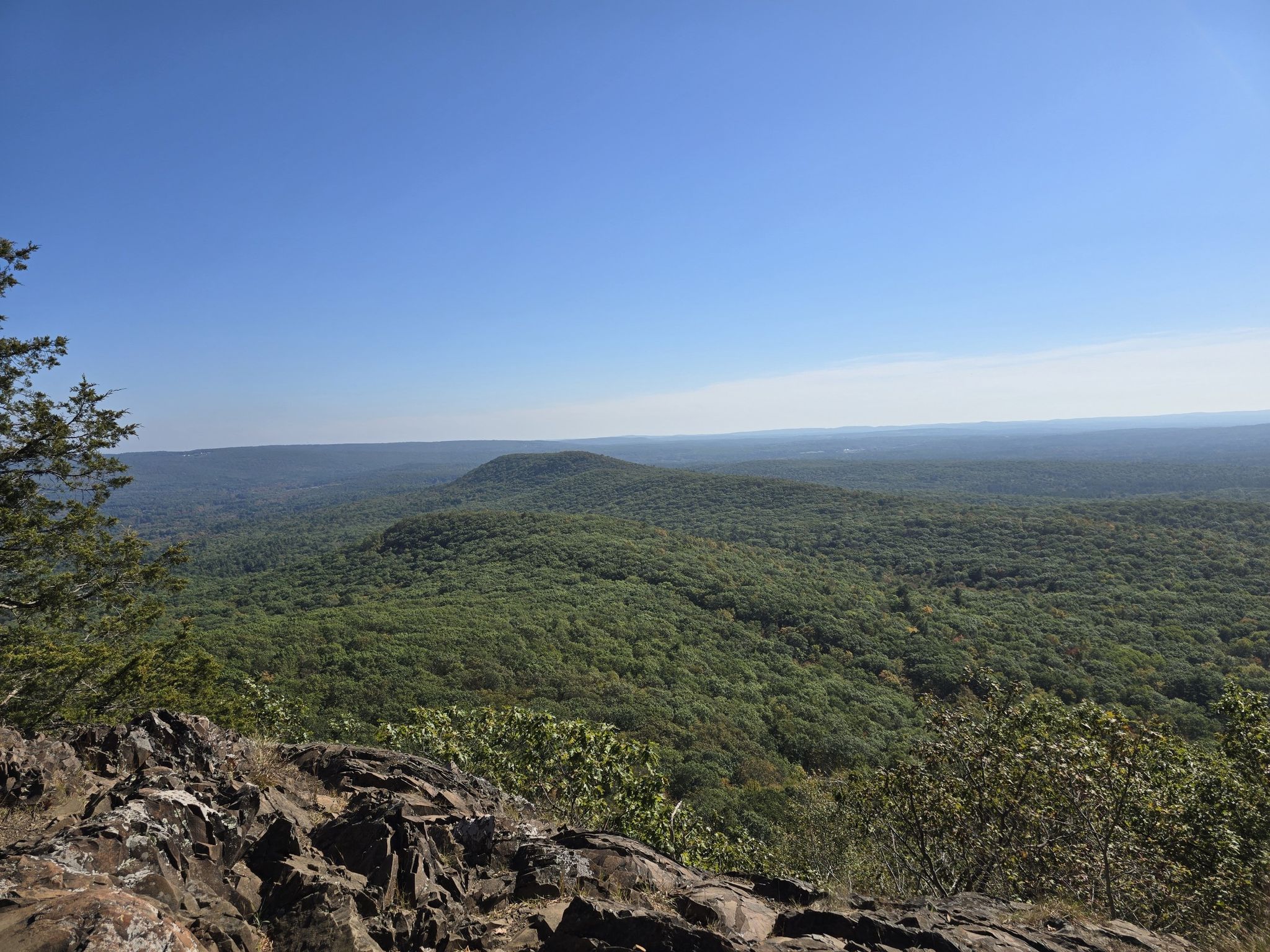 Expansive view of a vast green forest under a clear blue sky. - MA NET: Section 8