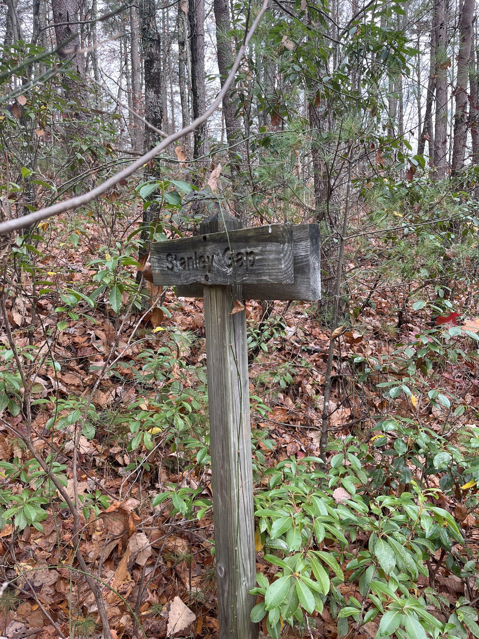 Weathered wooden trail sign in a dense forest with brown leaves, muted light. - Rocky Mountain via Stanley Gap Trail