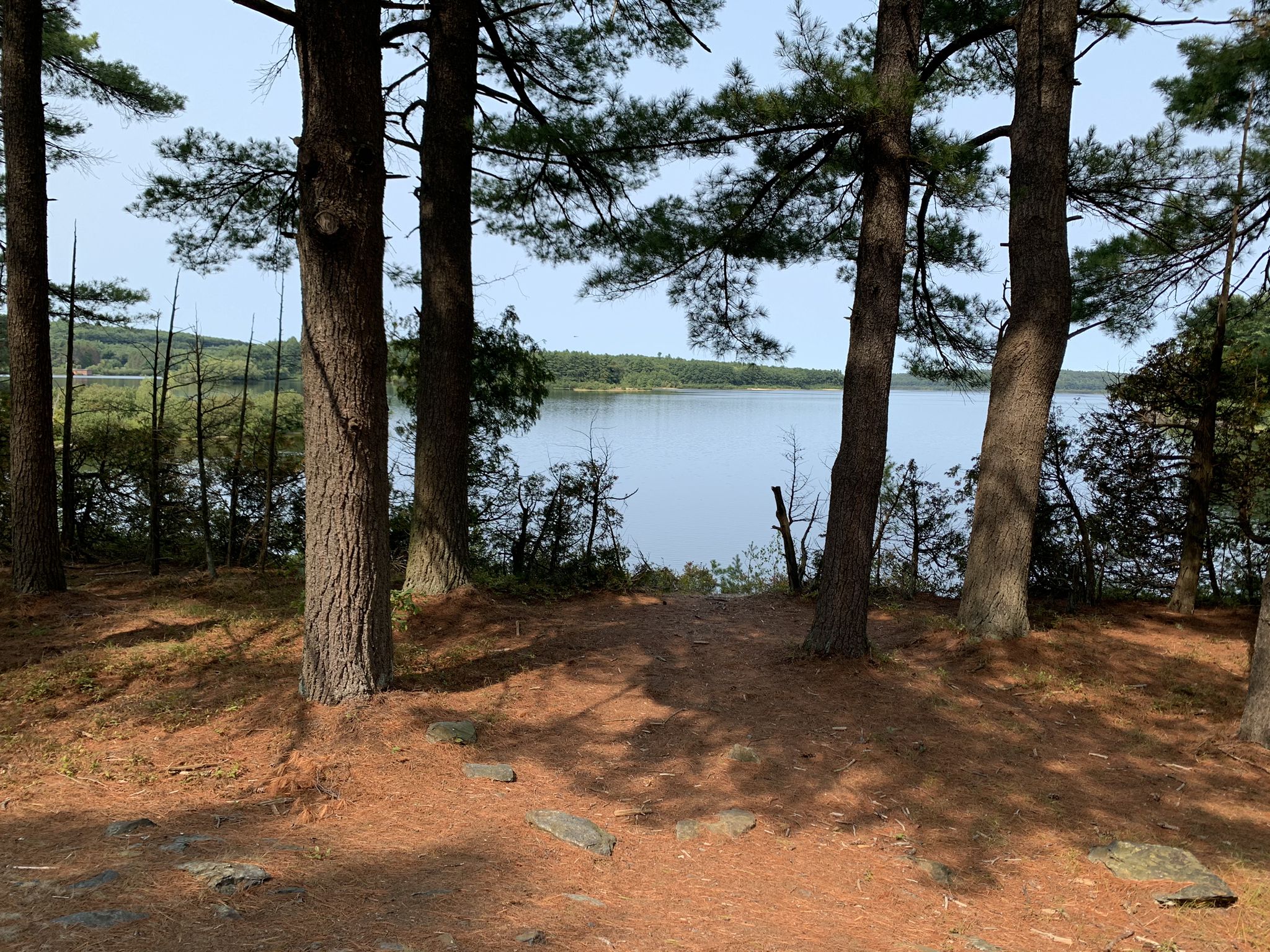Pine trees frame a calm lake under bright daylight, with shadows on the ground. - Wachusett Reservoir loop